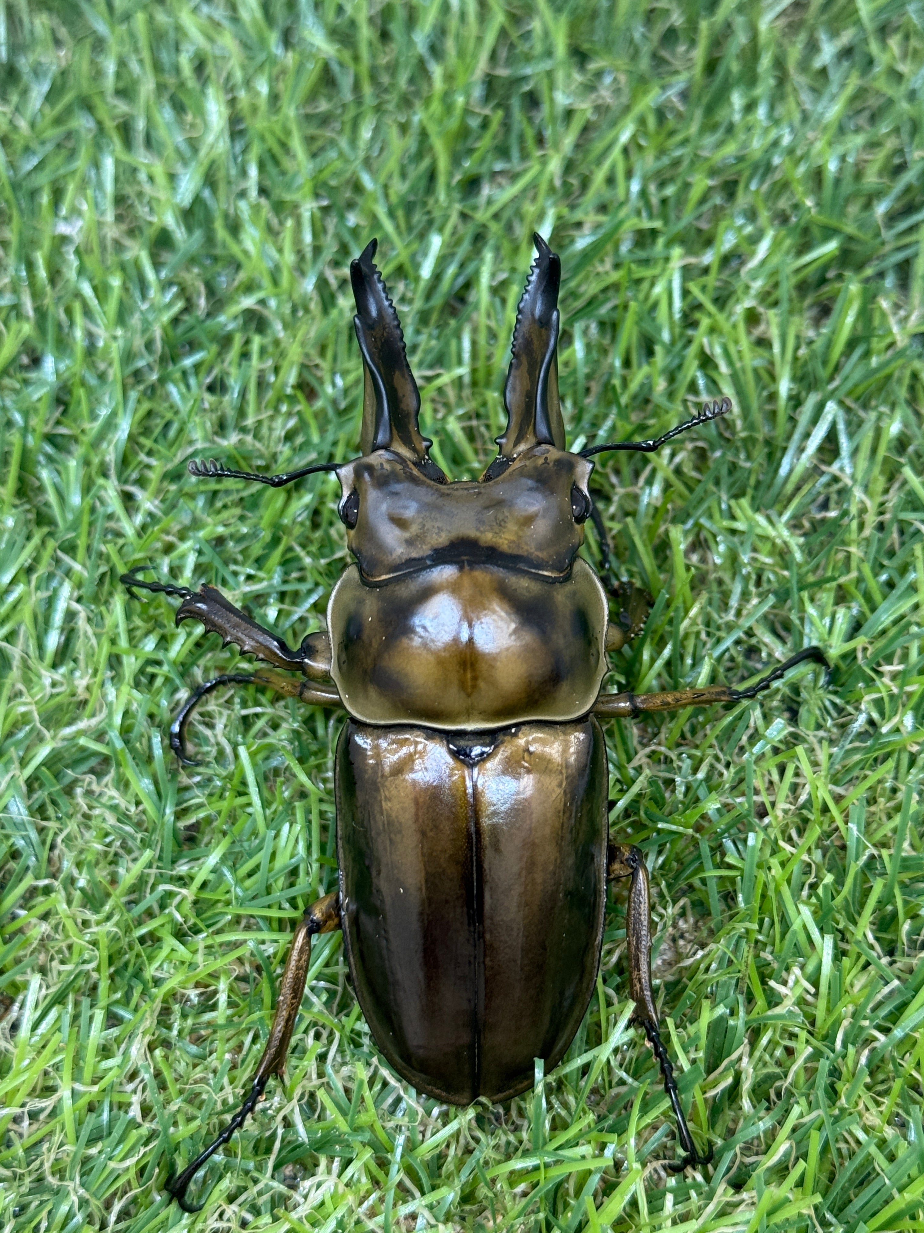 ババオウゴンオニクワガタ ♂69mm成虫ペア – 昆虫ショップNexus