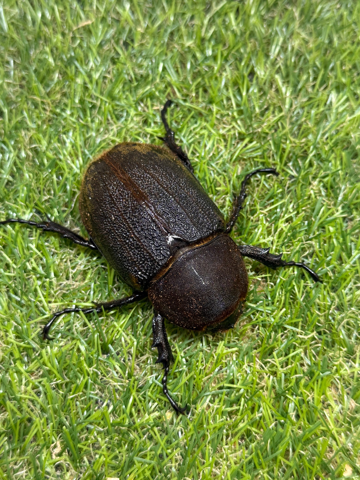 DH･ヘラクレス　♂143mm成虫ペア