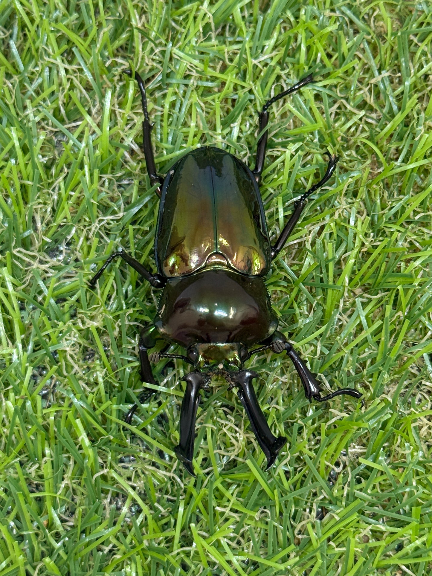 ニジイロクワガタ(グリーン系)　♂52.5mm成虫ペア