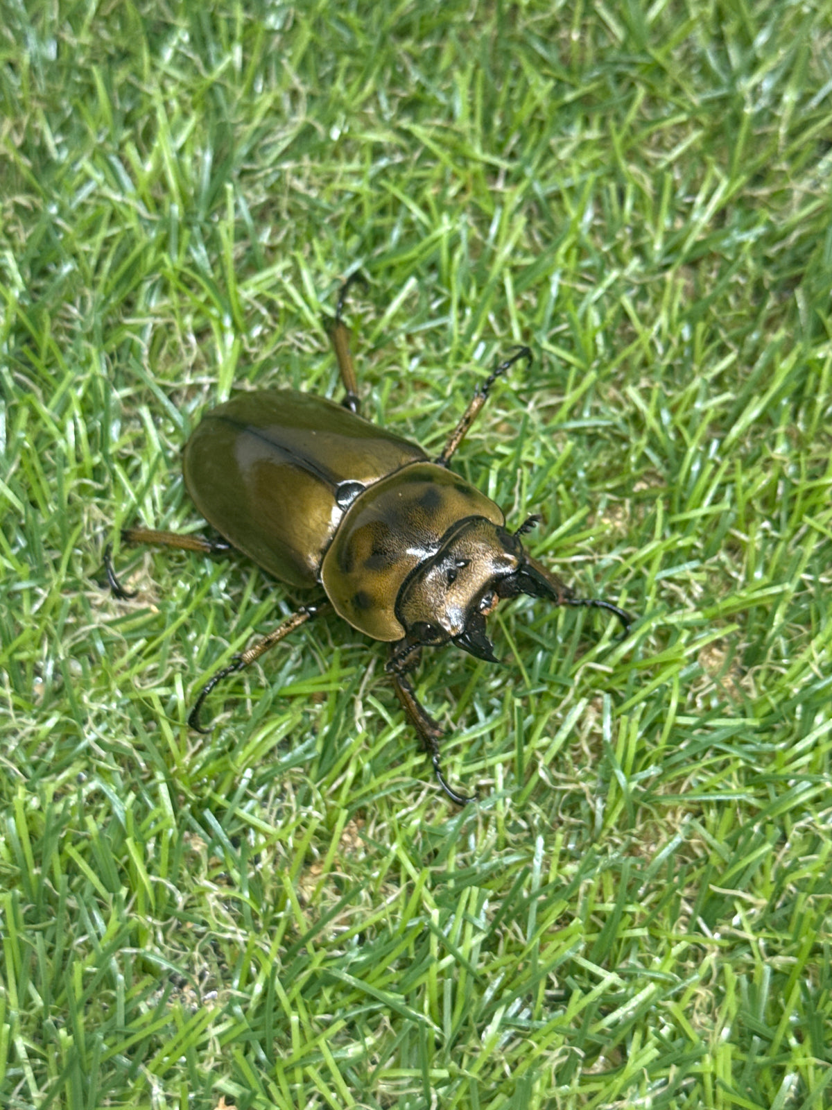 ババオウゴンオニクワガタ　♂55mm成虫ペア