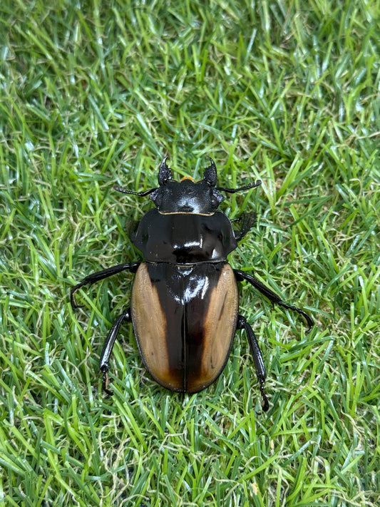 ブルマイスターツヤクワガタ　♀48mm単品
