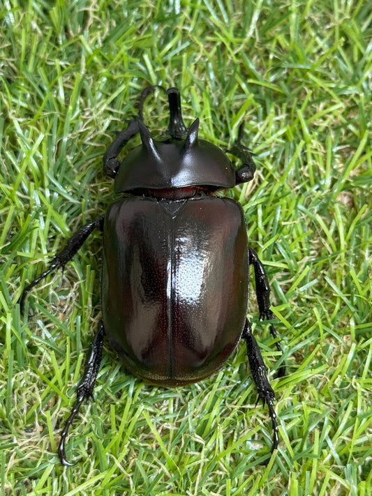 エンドウゴホンヅノカブト　♂49mm成虫ペア