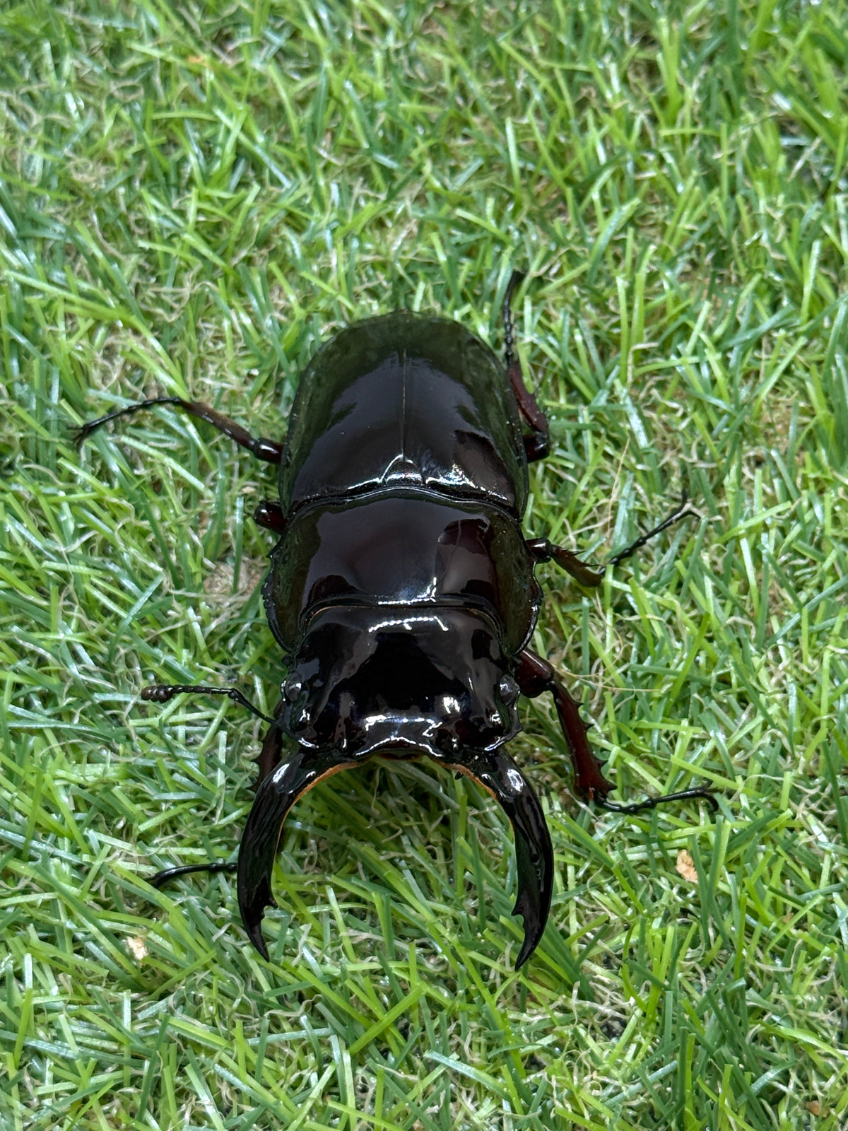 レギウスオオツヤクワガタ　♂76.4mm成虫ペア