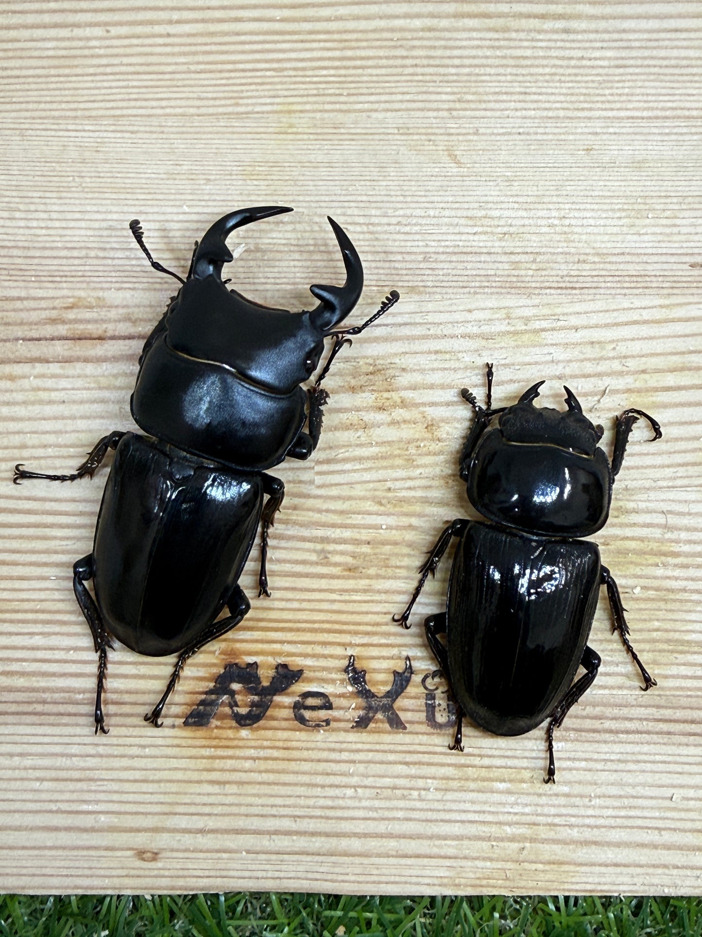 グランディスオオクワガタ　♂66.5mm成虫ペア