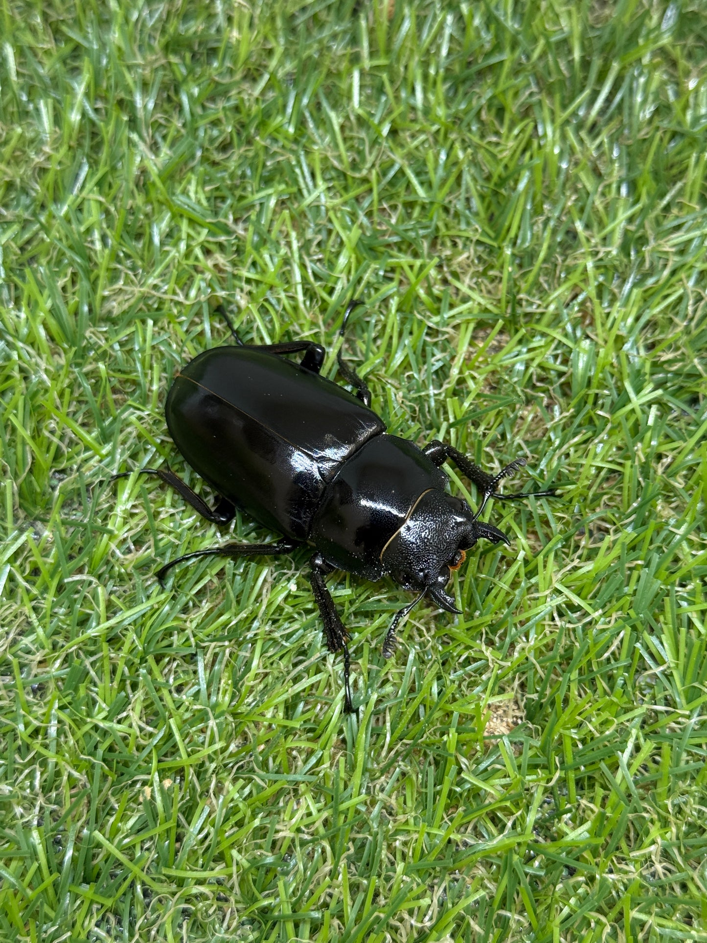 ギラファノコギリクワガタ　ケイスケ　♂105mm成虫ペア