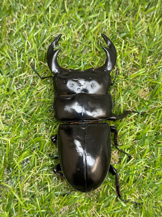 インドアンタエウスオオクワガタ(タイガーヒル)　♂78mm成虫ペア