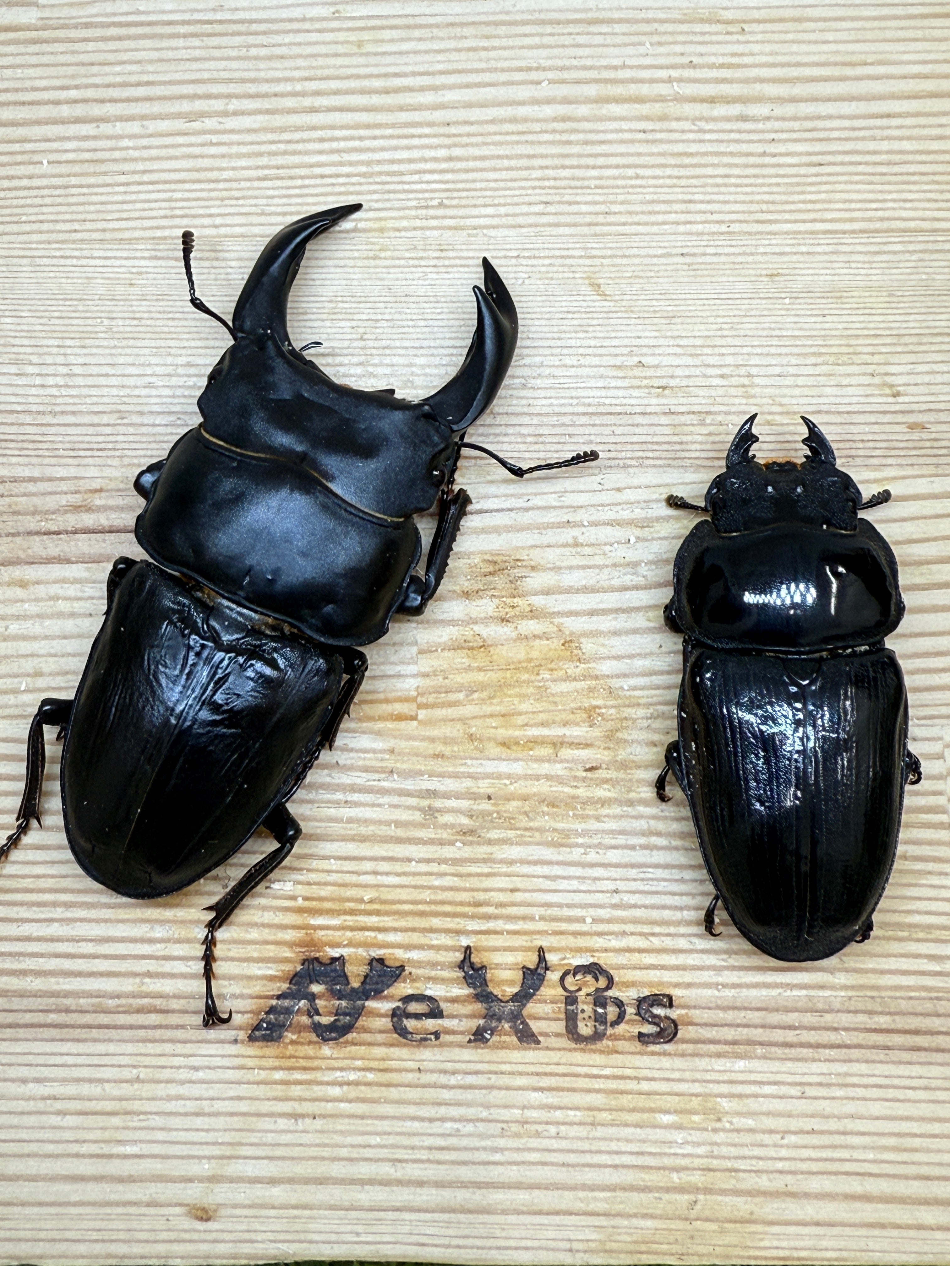 オオクワガタ 奈良輪川西 ♂80.8mm成虫ペア 2026年ブリード個体 – 昆虫