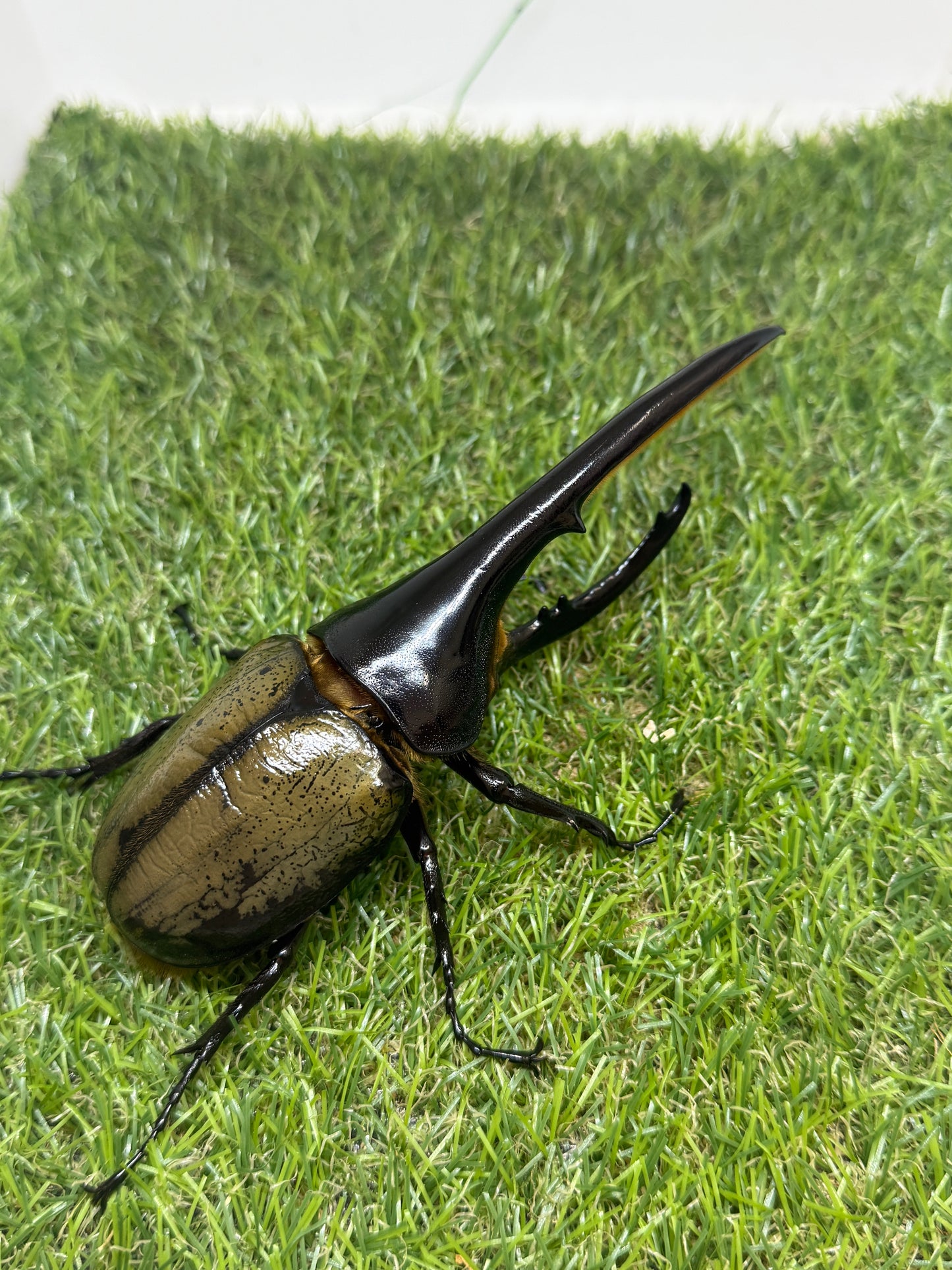 DH･ヘラクレス　♂141mm成虫ペア