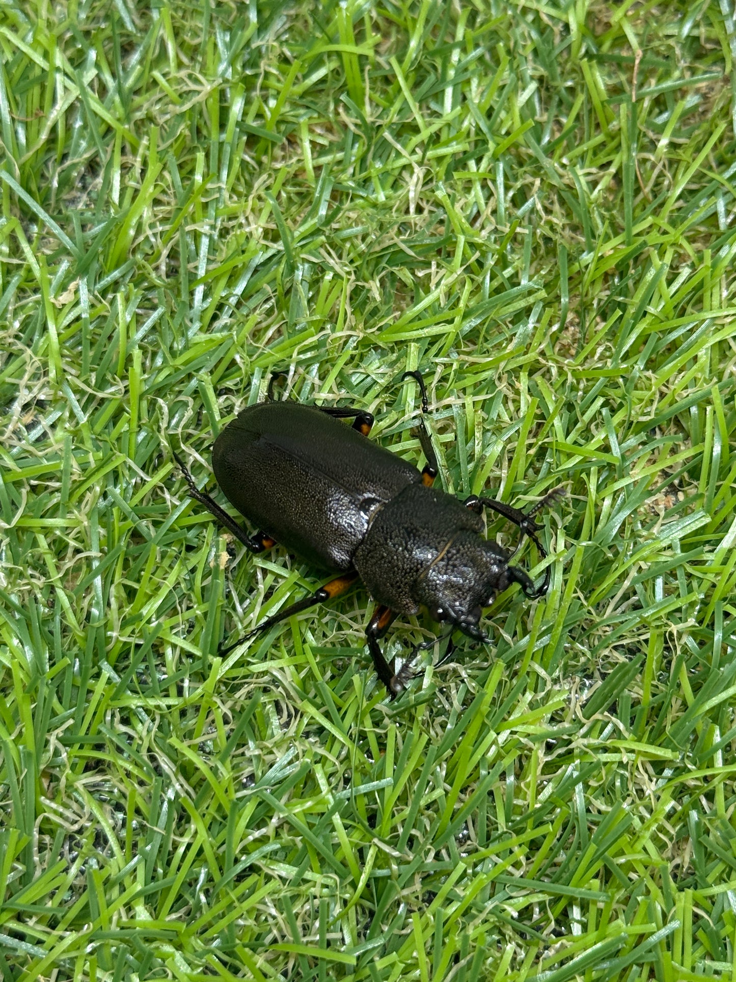 エラフスホソアカクワガタ　♂50mm成虫ペア