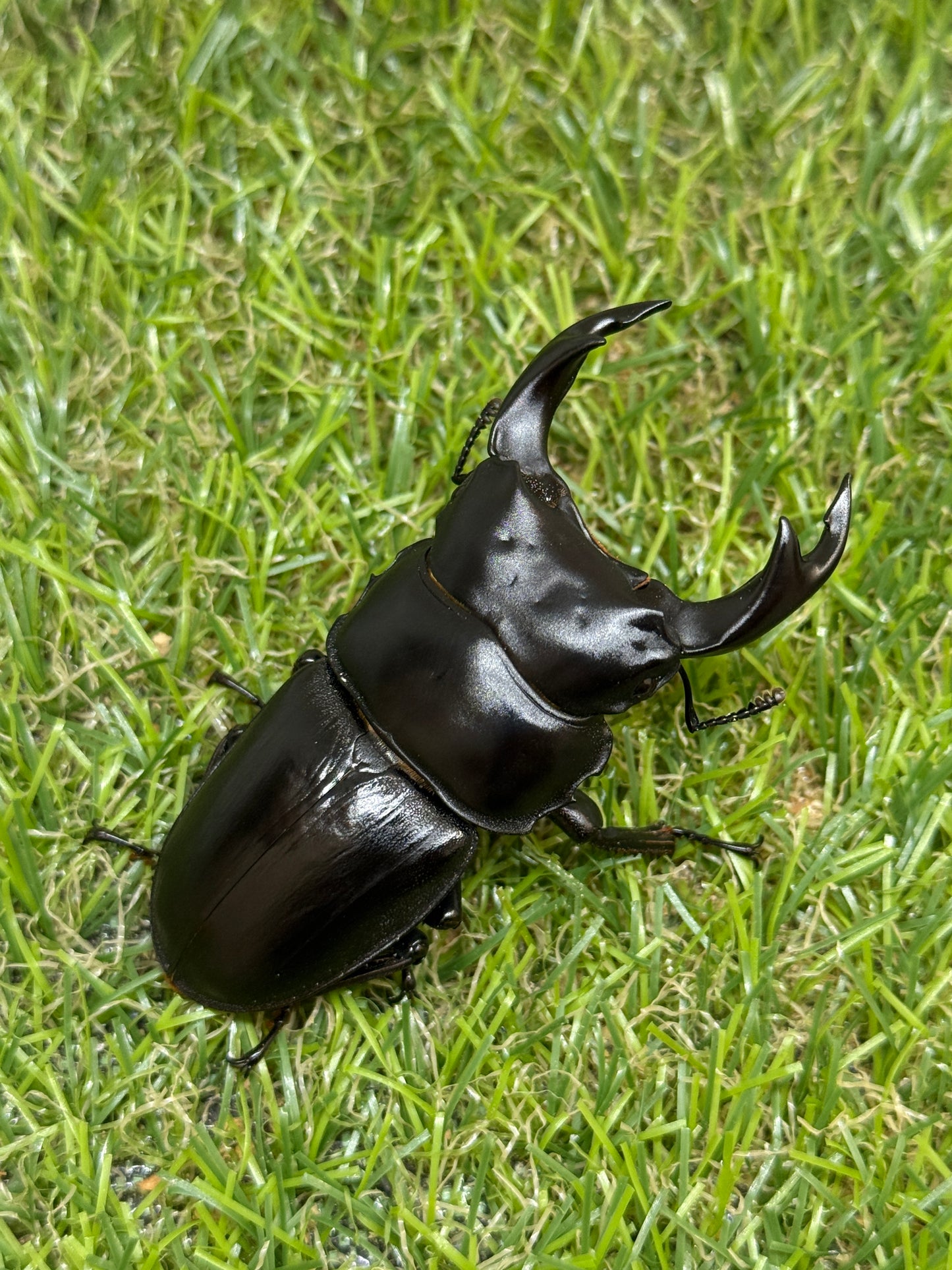 オオクワガタ　肝川　♂67.5mm成虫ペア