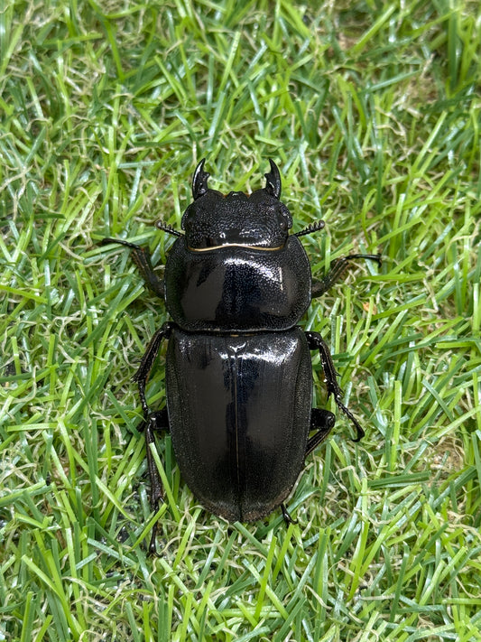 テイオウヒラタクワガタ(大城戸血統)　♀46mm単品