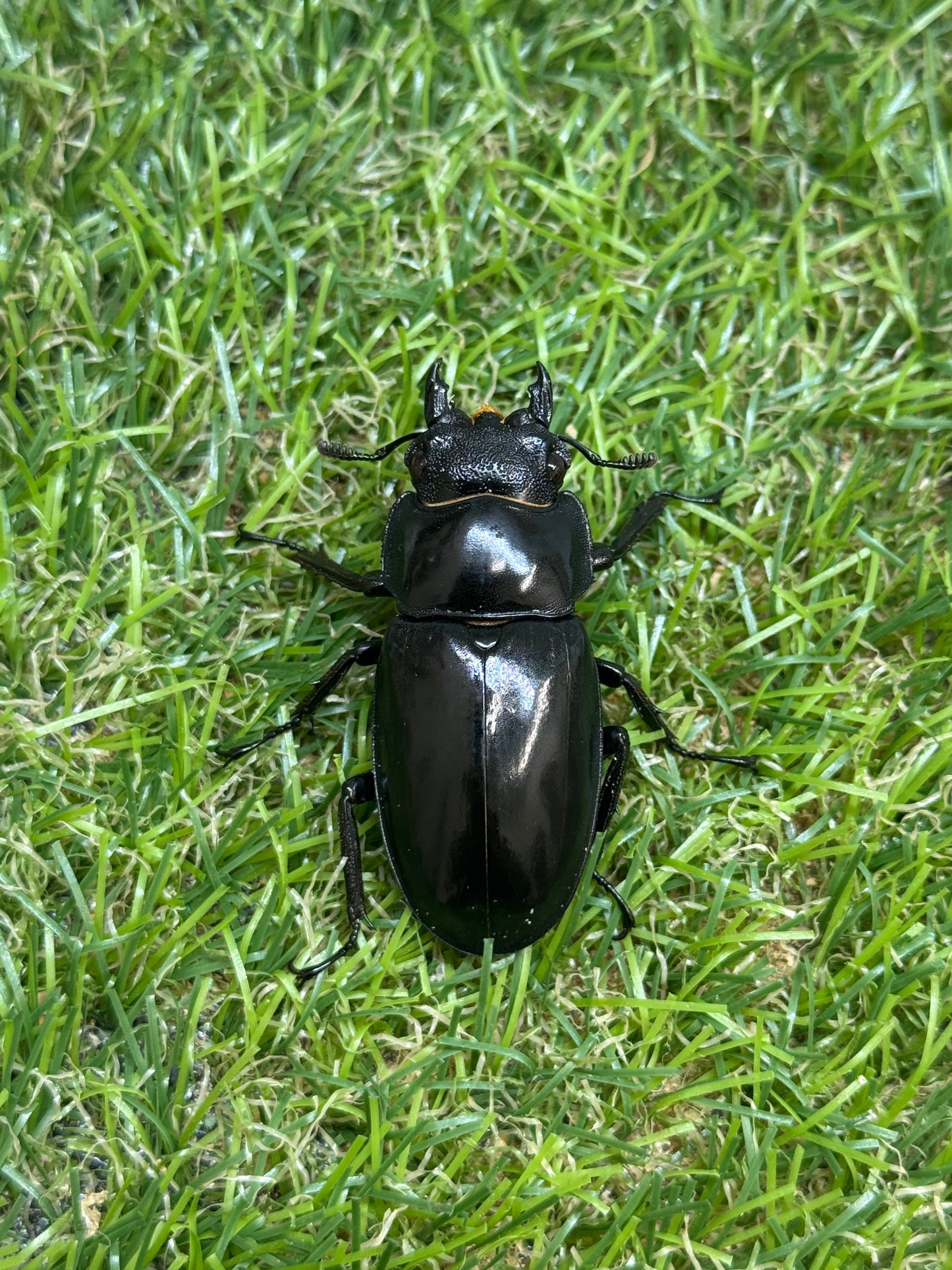 パリーフタマタクワガタ(セアカフタマタクワガタ)　♂82.5mm成虫ペア