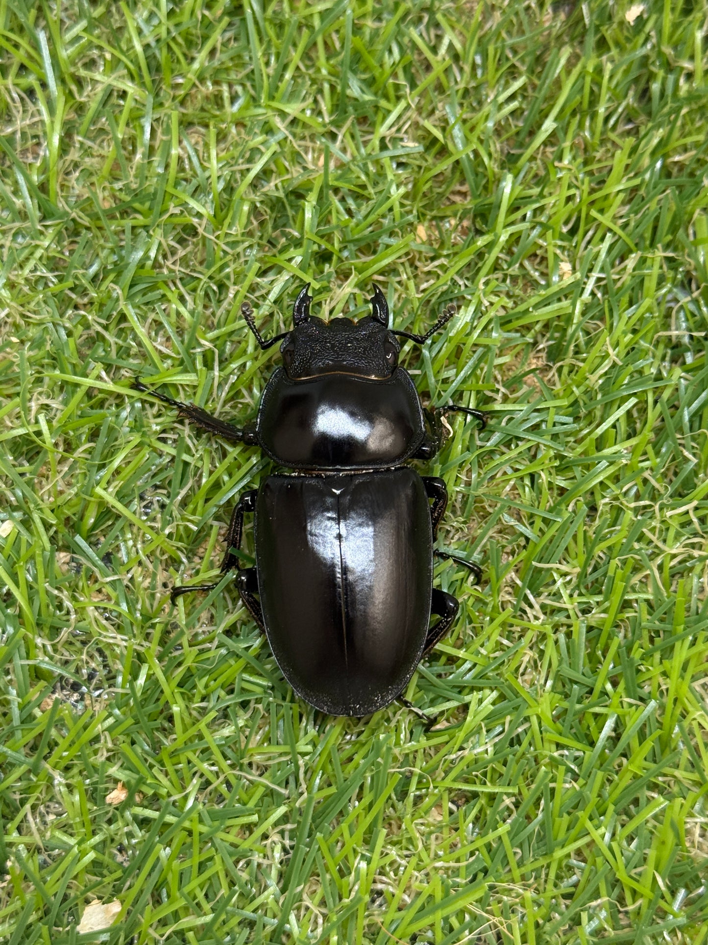タイ アンタエウスオオクワガタ　♂75mm成虫ペア