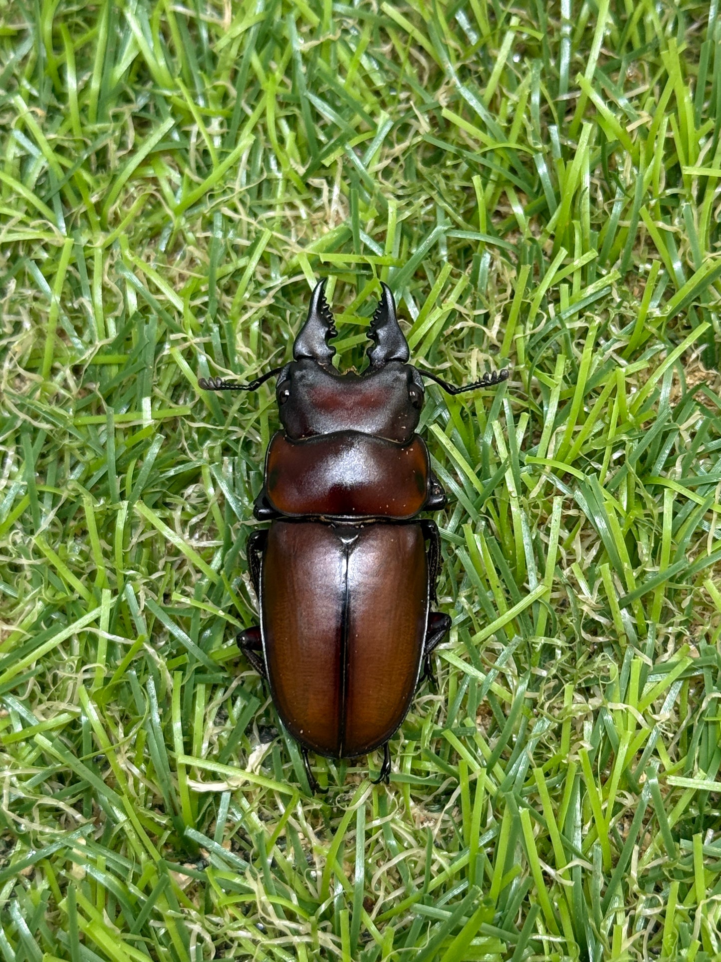 フスクスノコギリクワガタ　♂36.5mm成虫ペア