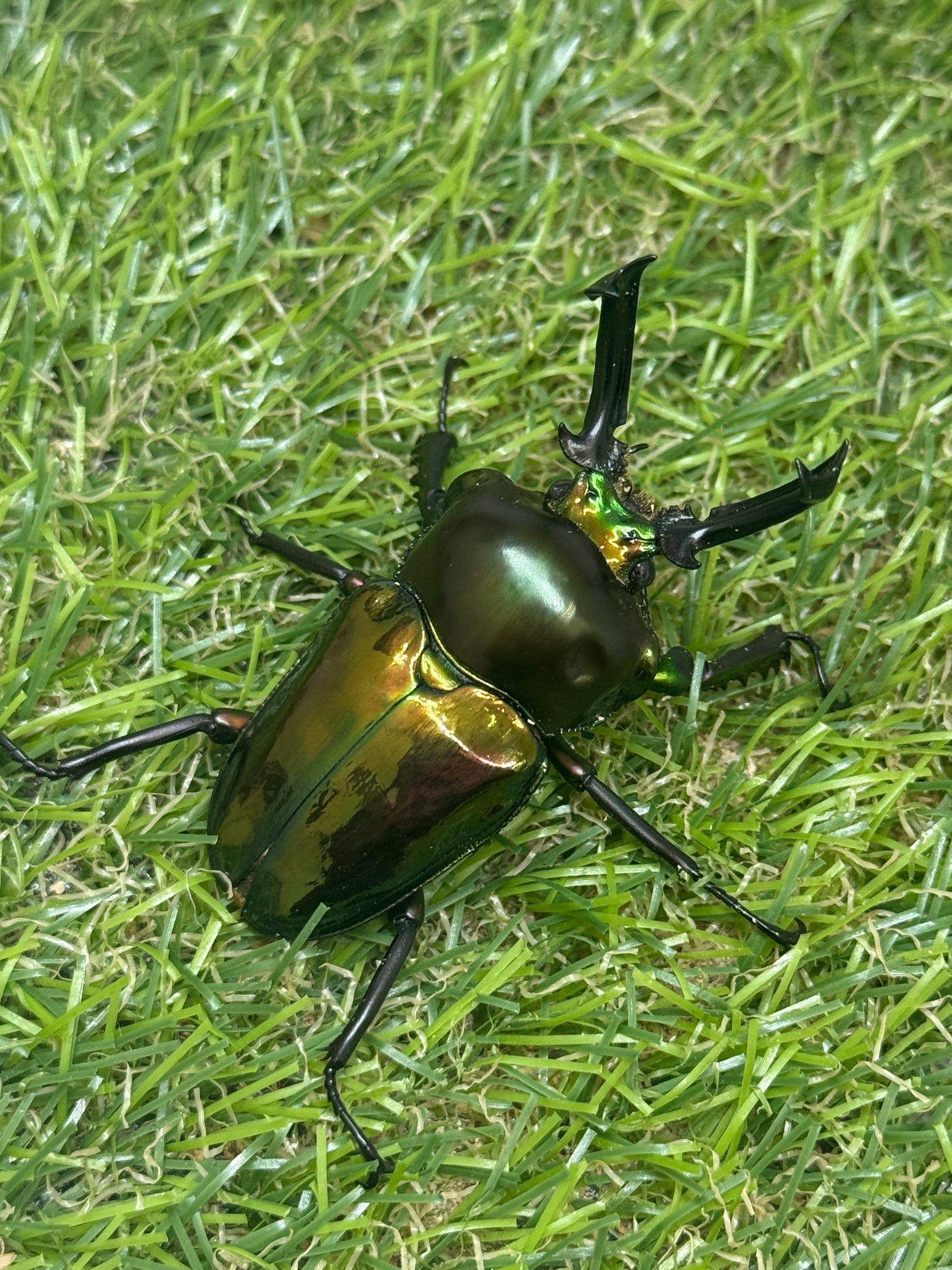 ニジイロクワガタ　♂55mm成虫ペア