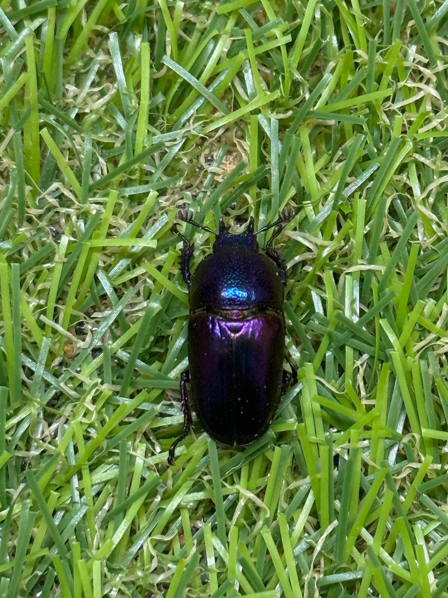 パプアキンイロクワガタ(マジョーラ血統)　freeサイズ成虫ペア