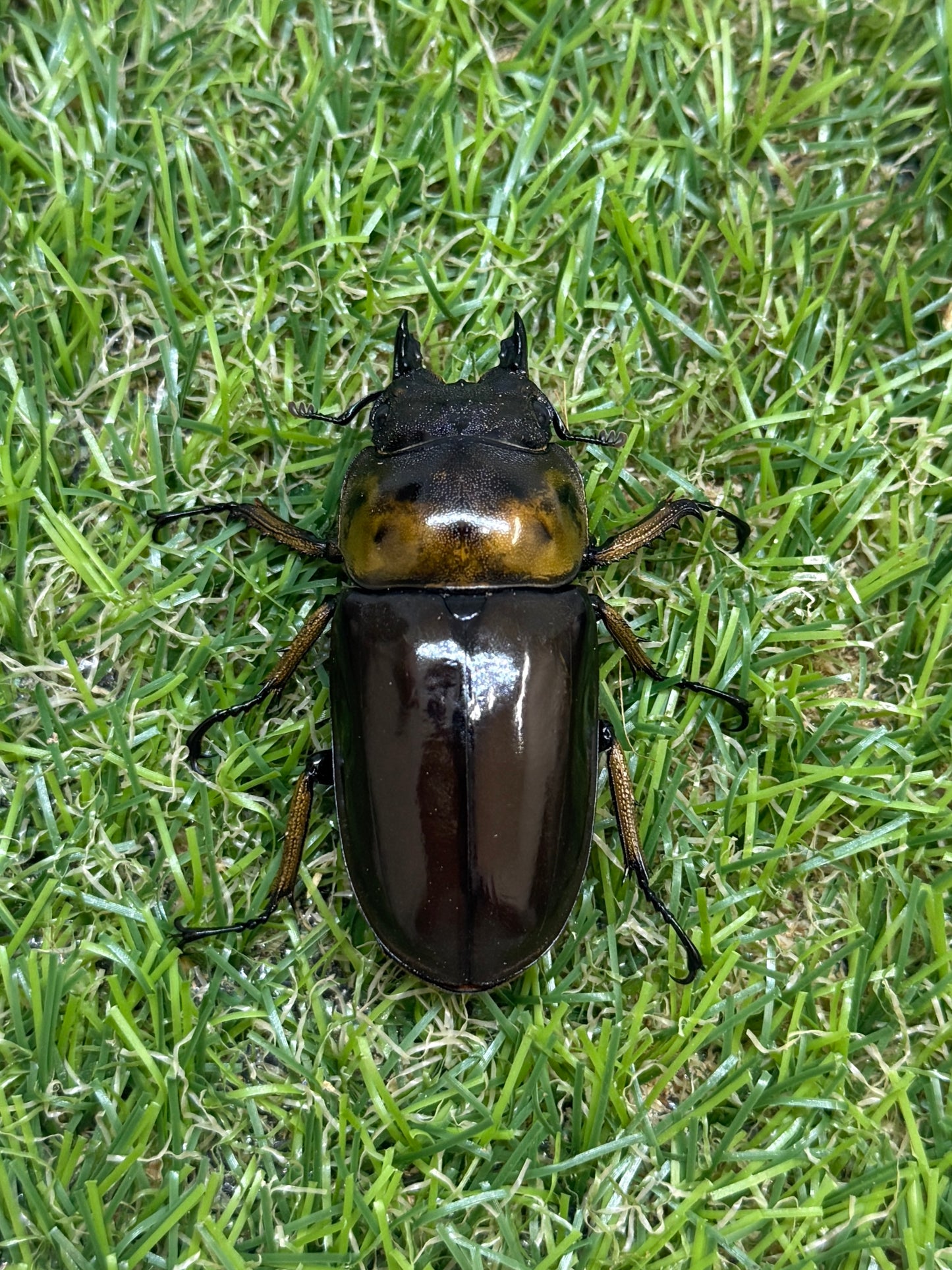ババオウゴンオニクワガタ　♂69mm成虫ペア