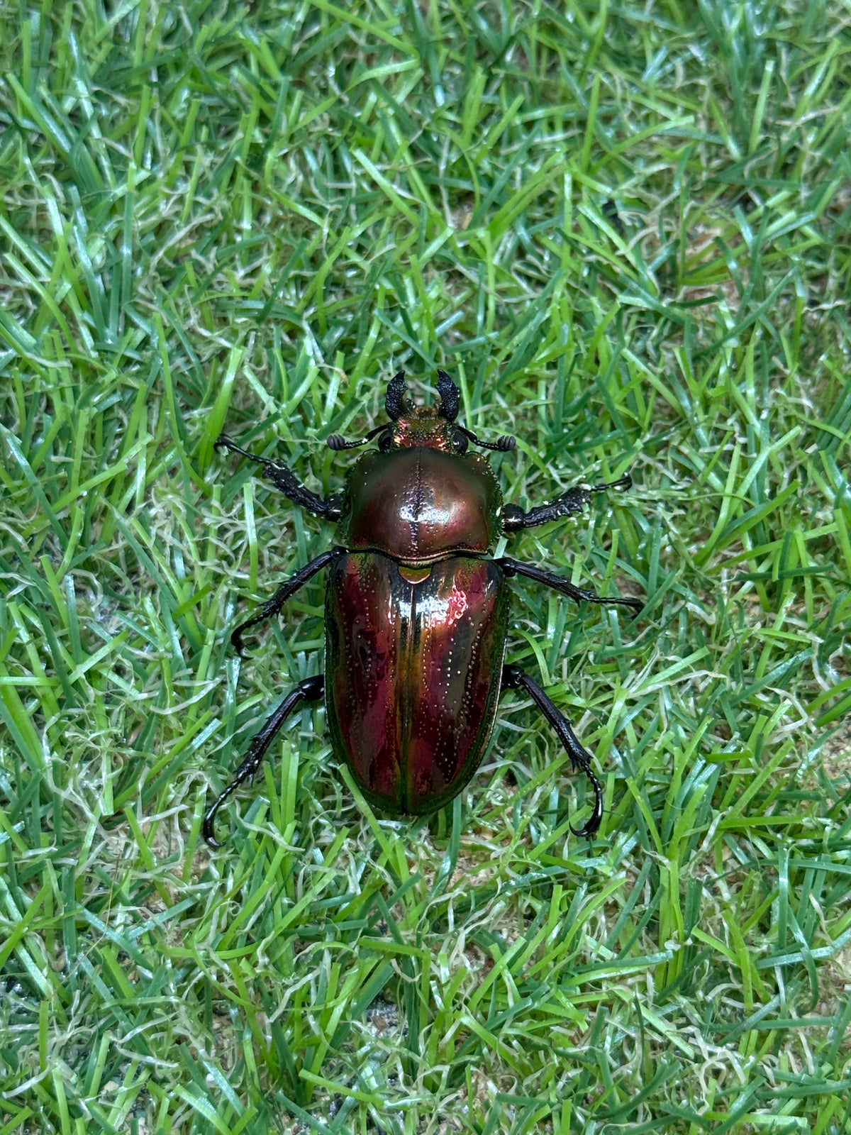 ニジイロクワガタ(レッド系)　♂59.5mm成虫ペア