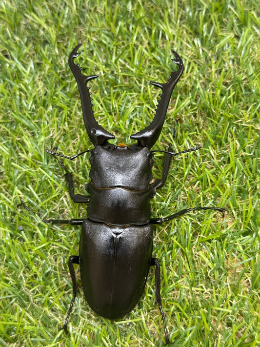 ギラファノコギリクワガタ ケイスケ ♂98.5mm成虫ペア