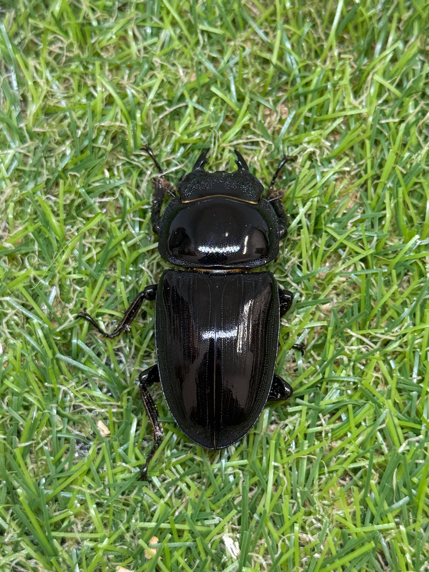 グランディスオオクワガタ　♂60mm成虫ペア