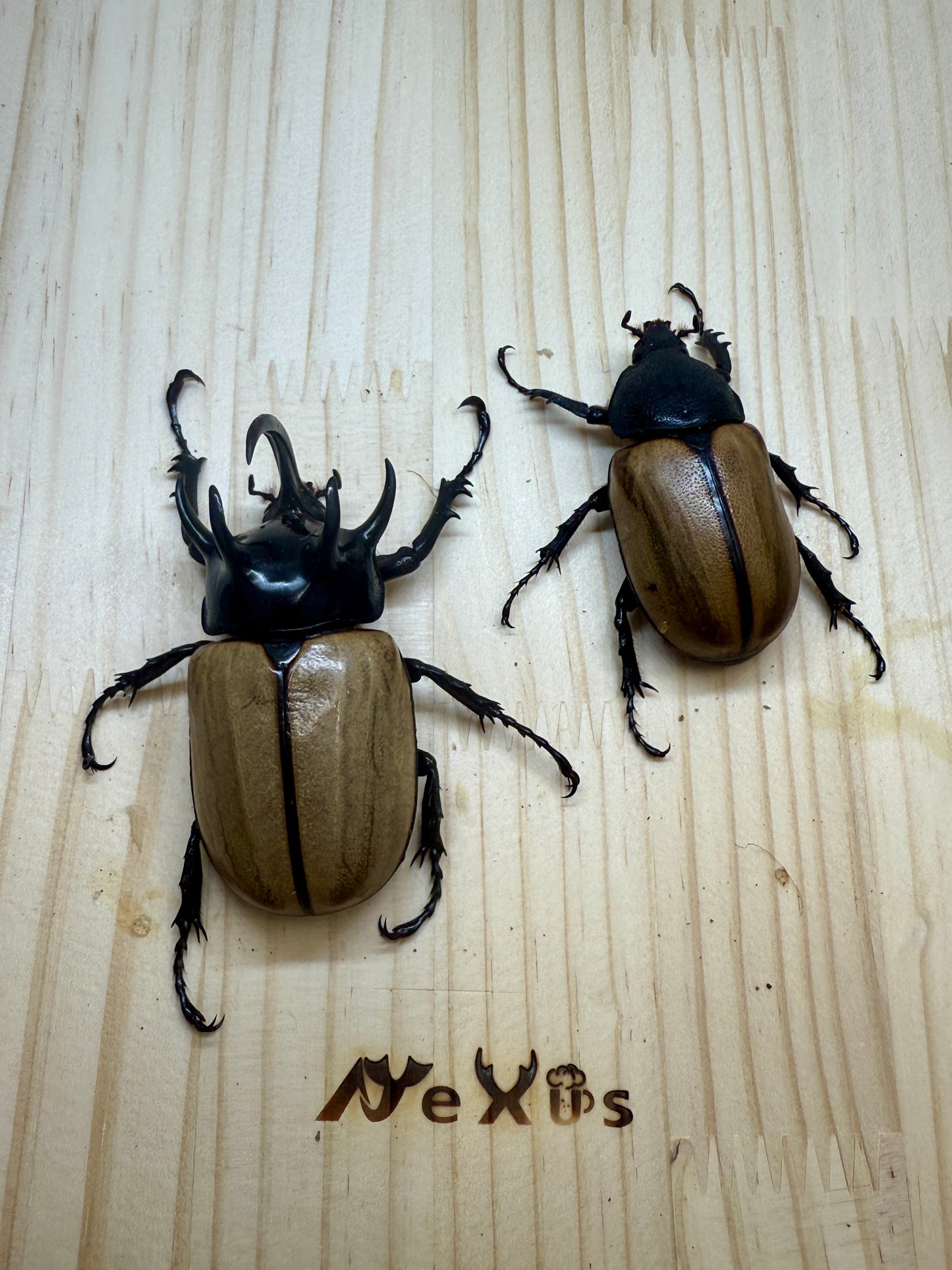 ゴホンヅノカブトWD　♂79.5mm成虫ペア