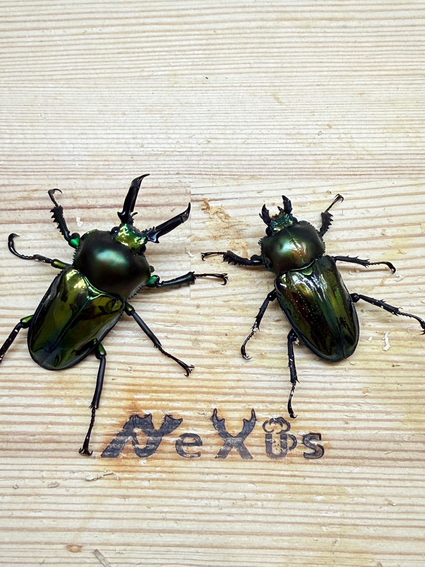 ニジイロクワガタ　♂48mm成虫ペア