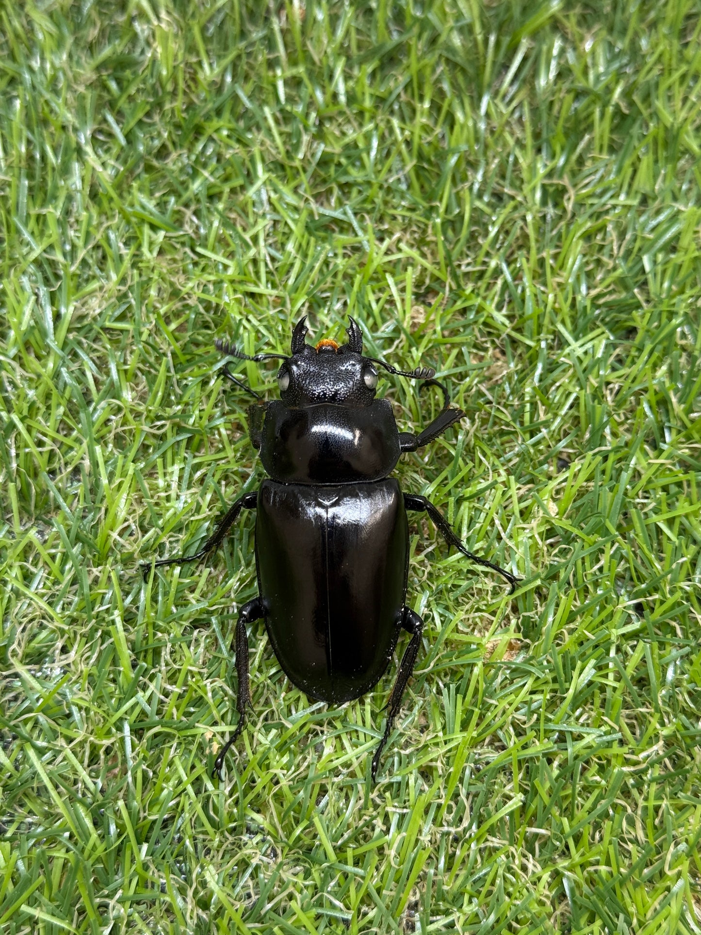 ギラファノコギリクワガタ(ホワイトアイ血統) ♂102.6mm成虫ペア