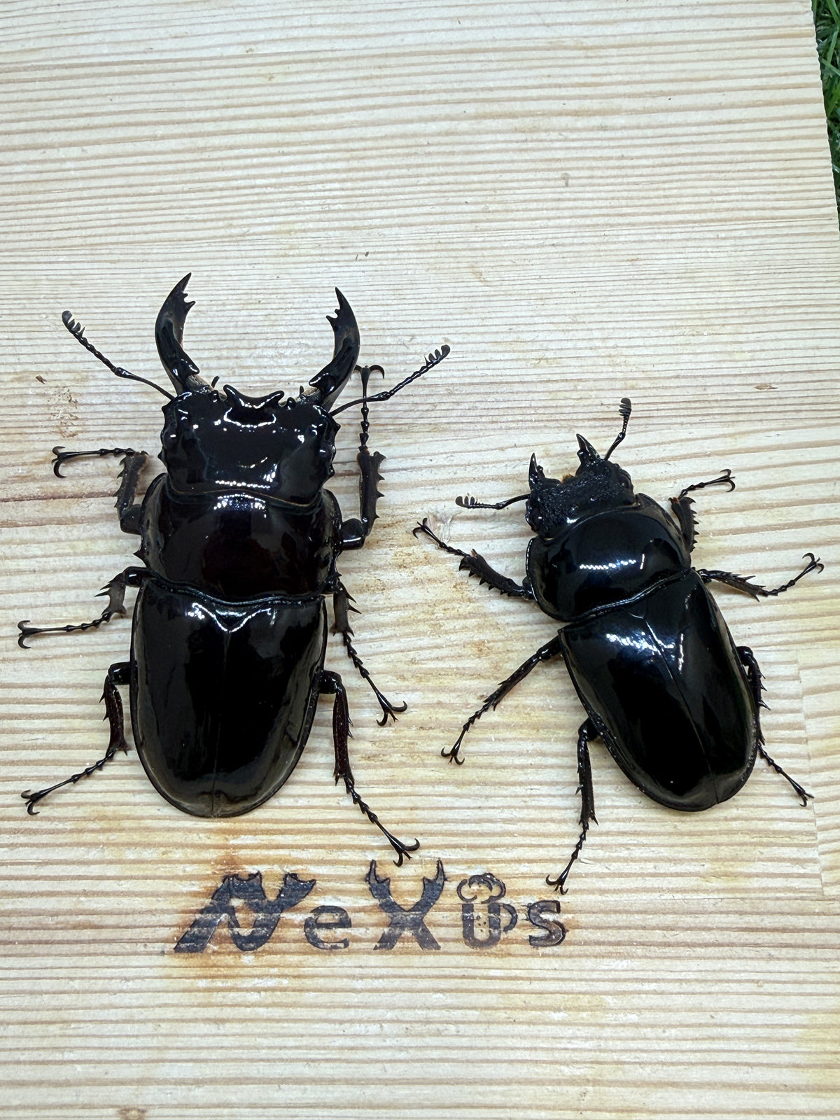 レギウスオオツヤクワガタ　♂65.8mm成虫ペア
