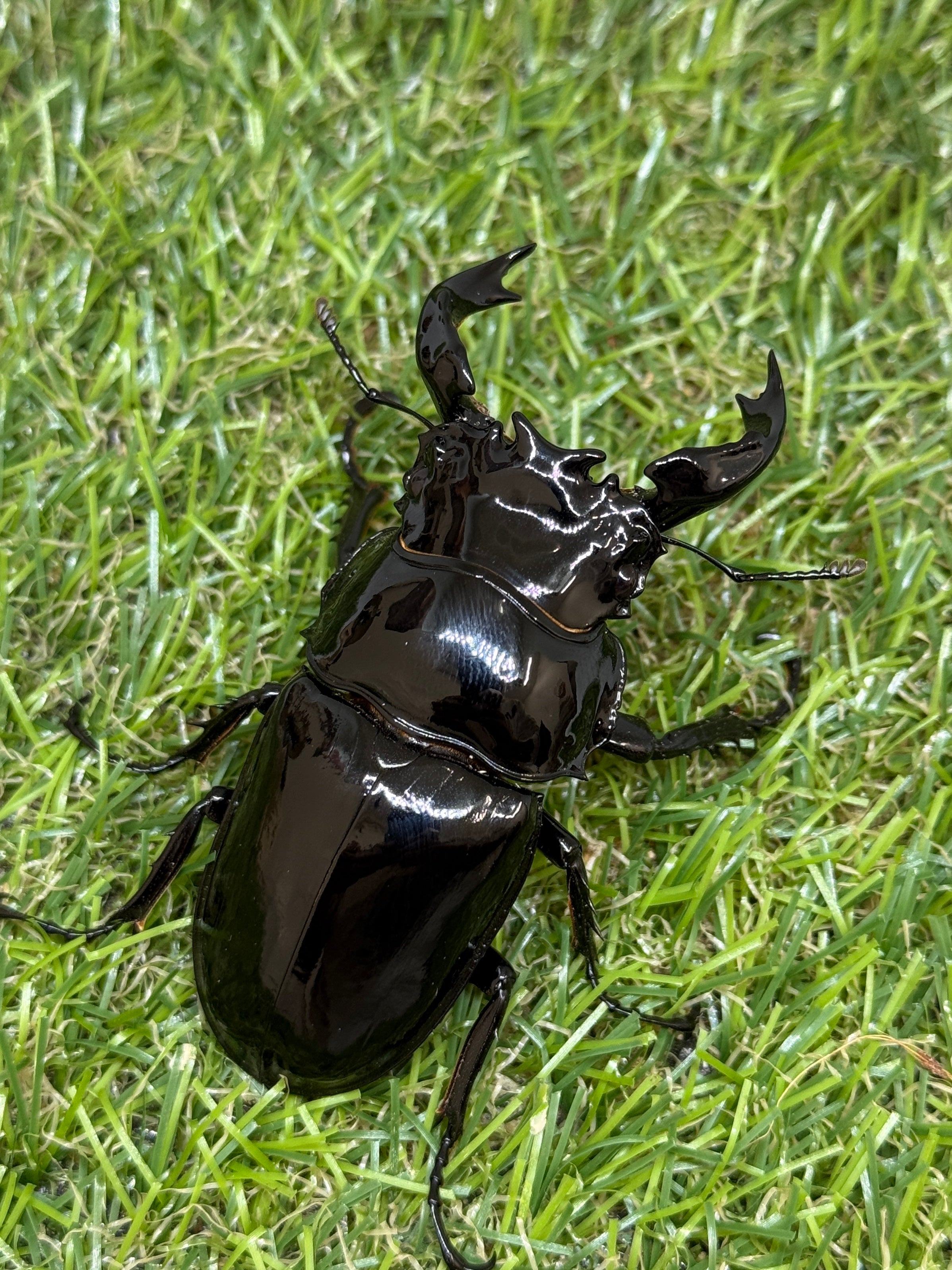 タランドゥスオオツヤクワガタ　♂70mm成虫ペア