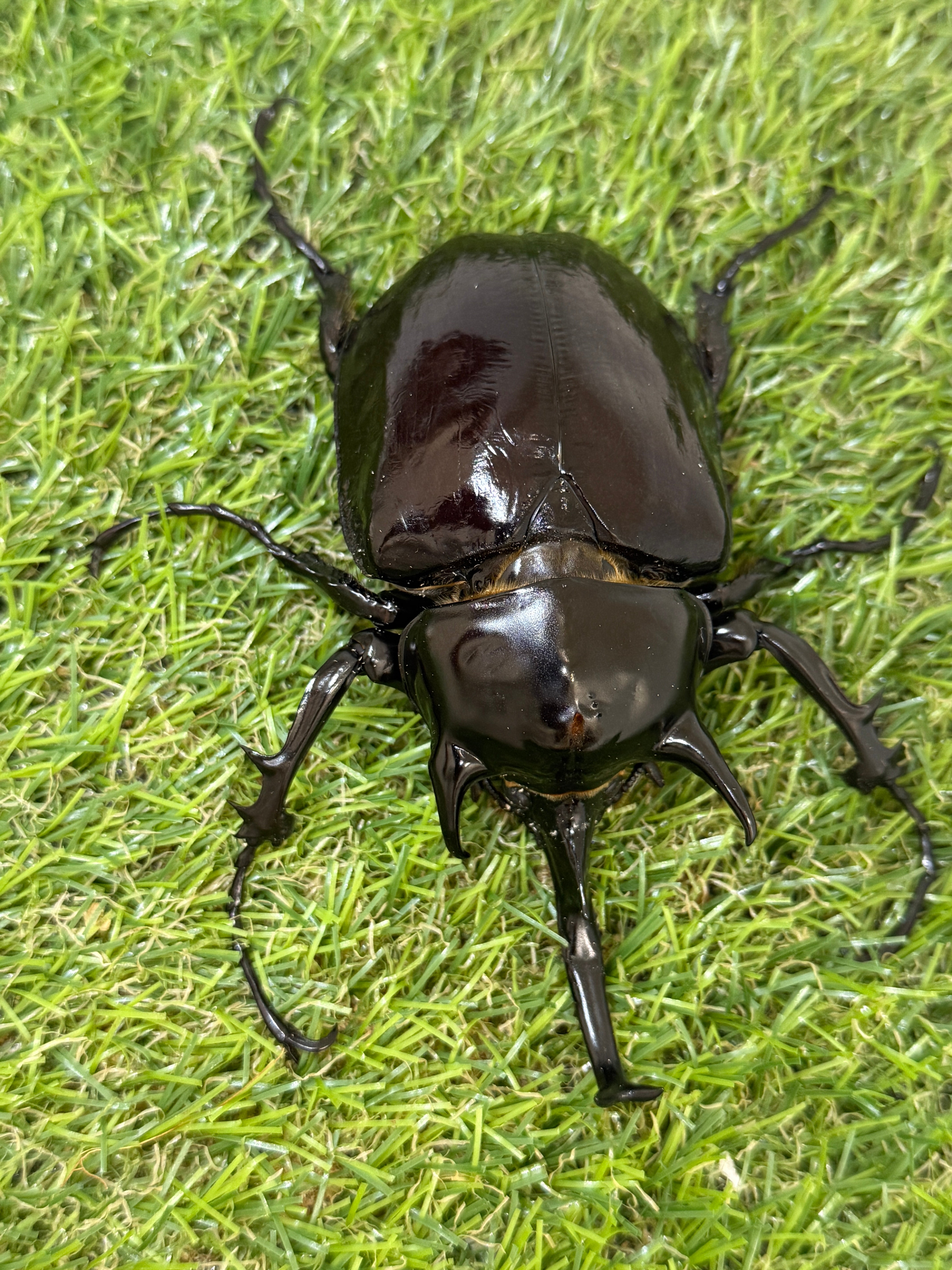11月2日締切　マルスゾウカブトペア　即ブリ マルスゾウカブト ♂104mm成虫ペア – 昆虫ショップNexus