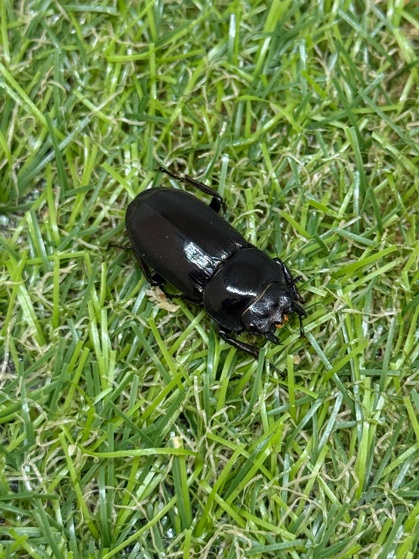 ビキヌスコクワガタ　♂freeサイズ成虫ペア