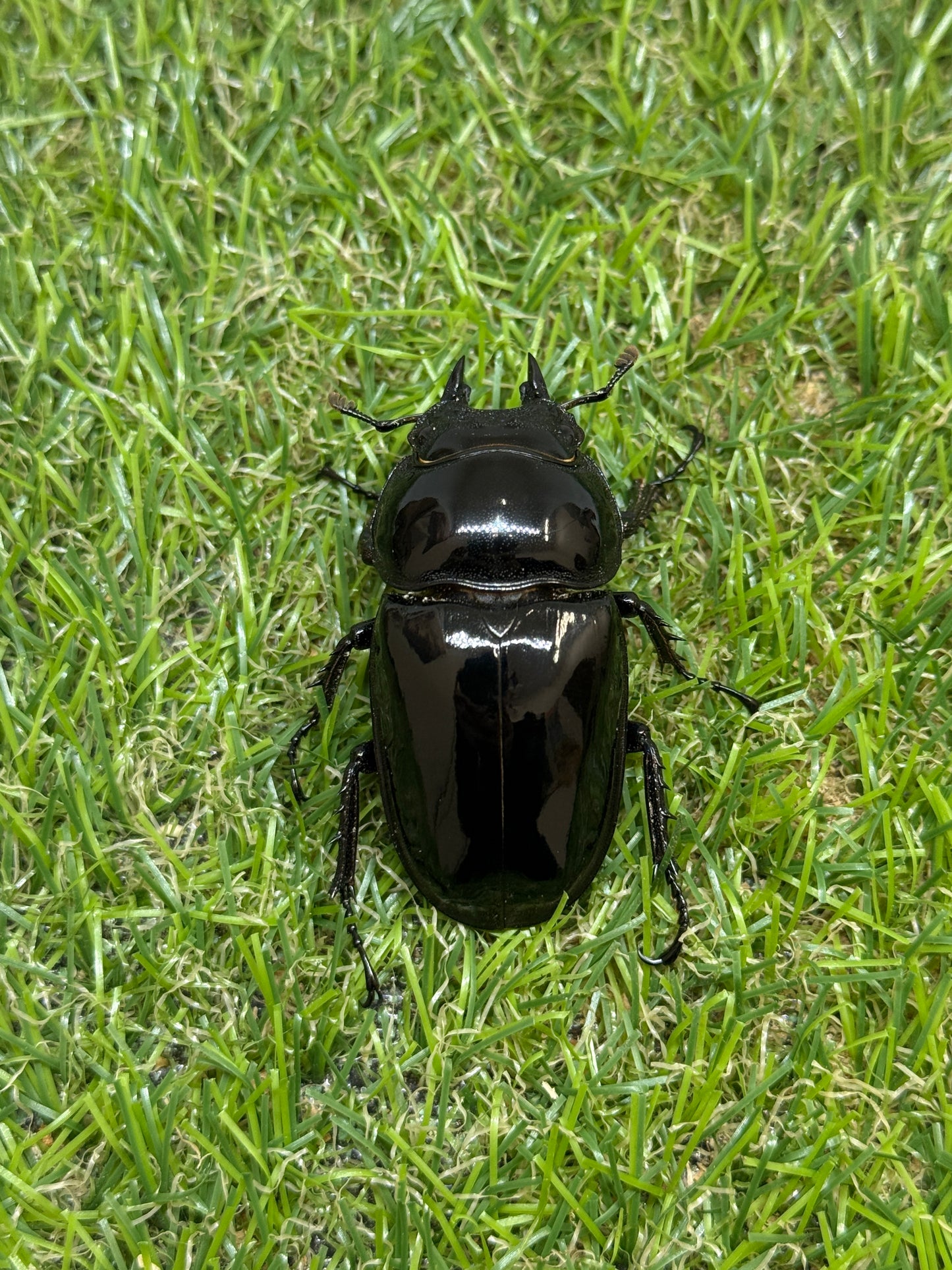 タランドゥスオオツヤクワガタ　♂85.1mm成虫ペア