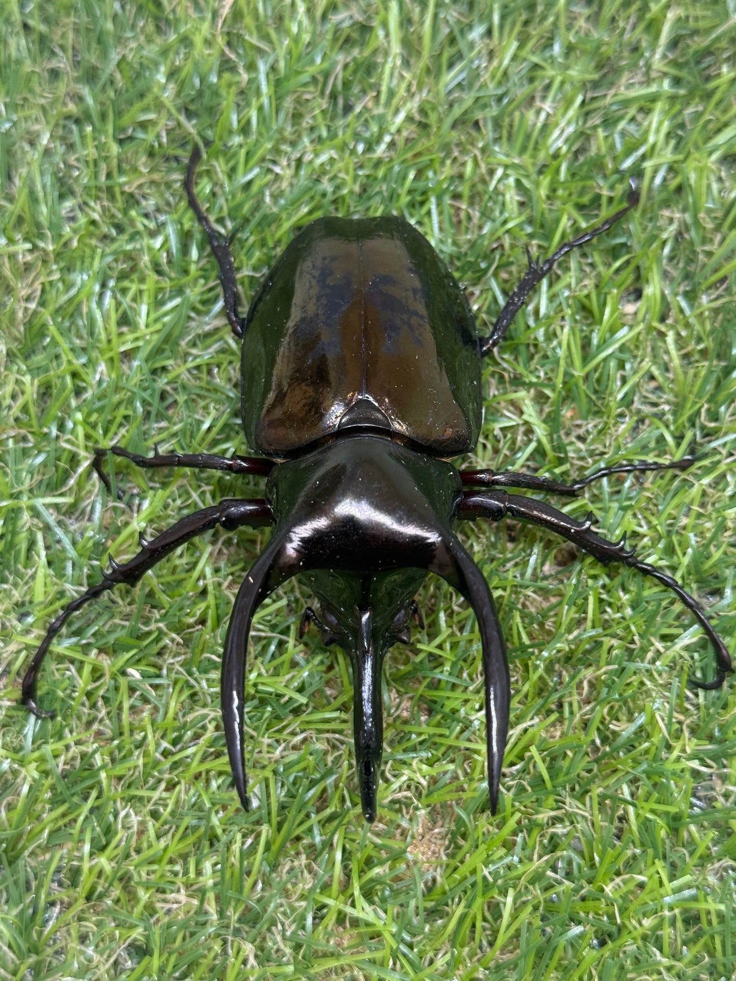 アトラスオオカブト(スマトラ島リアウ)　♂80.6mmペア