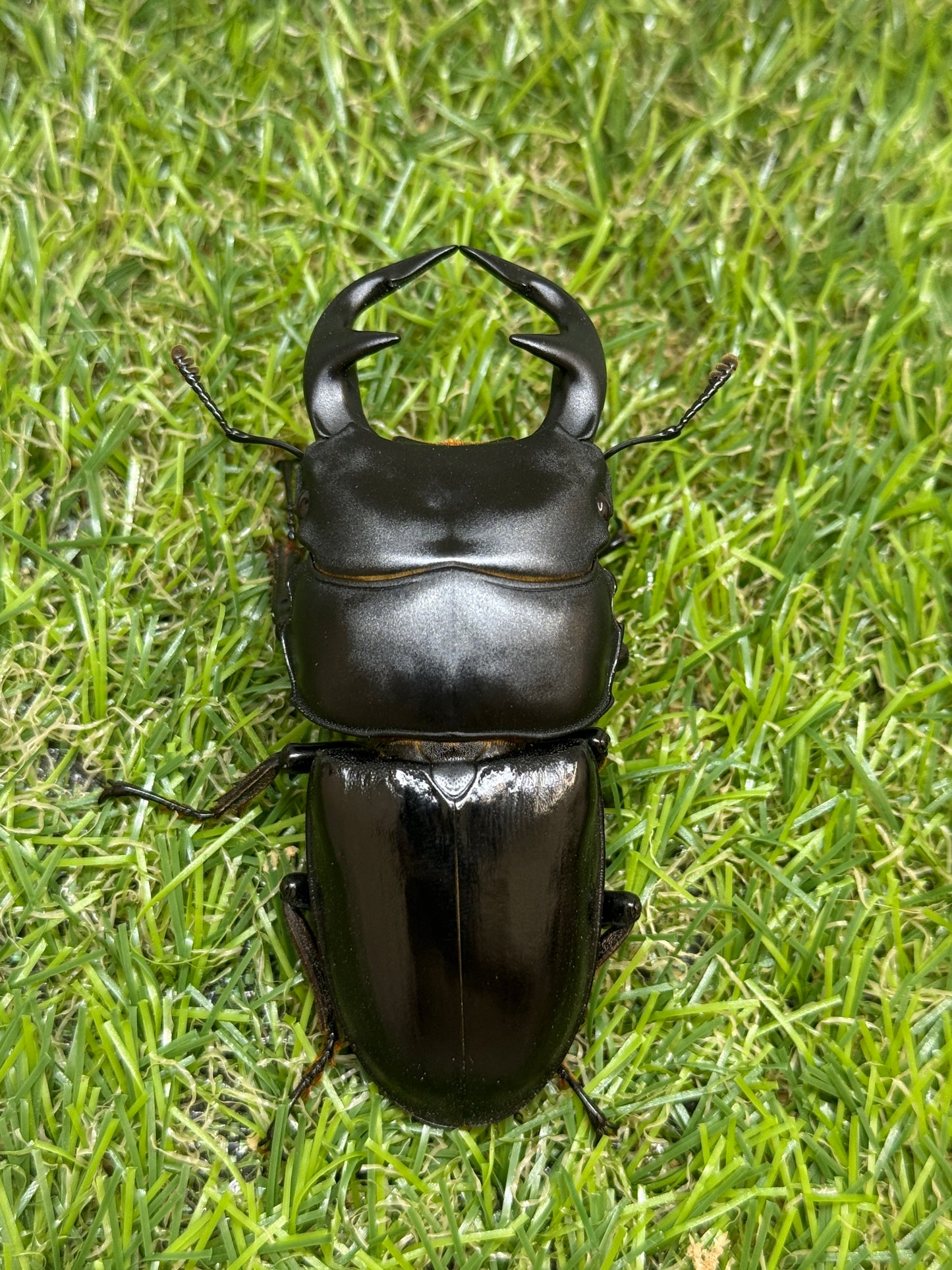 グランディスオオクワガタ　♂78mm成虫ペア