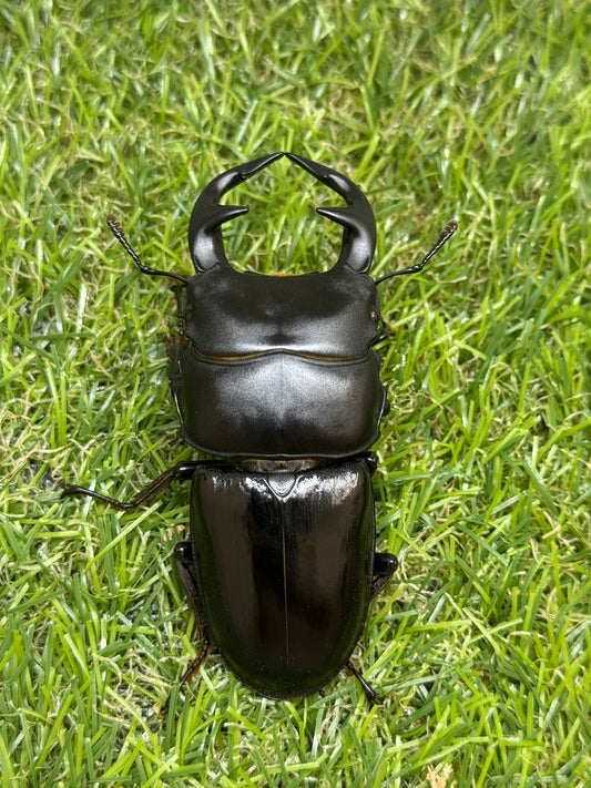 グランディスオオクワガタ　♂78mm成虫ペア