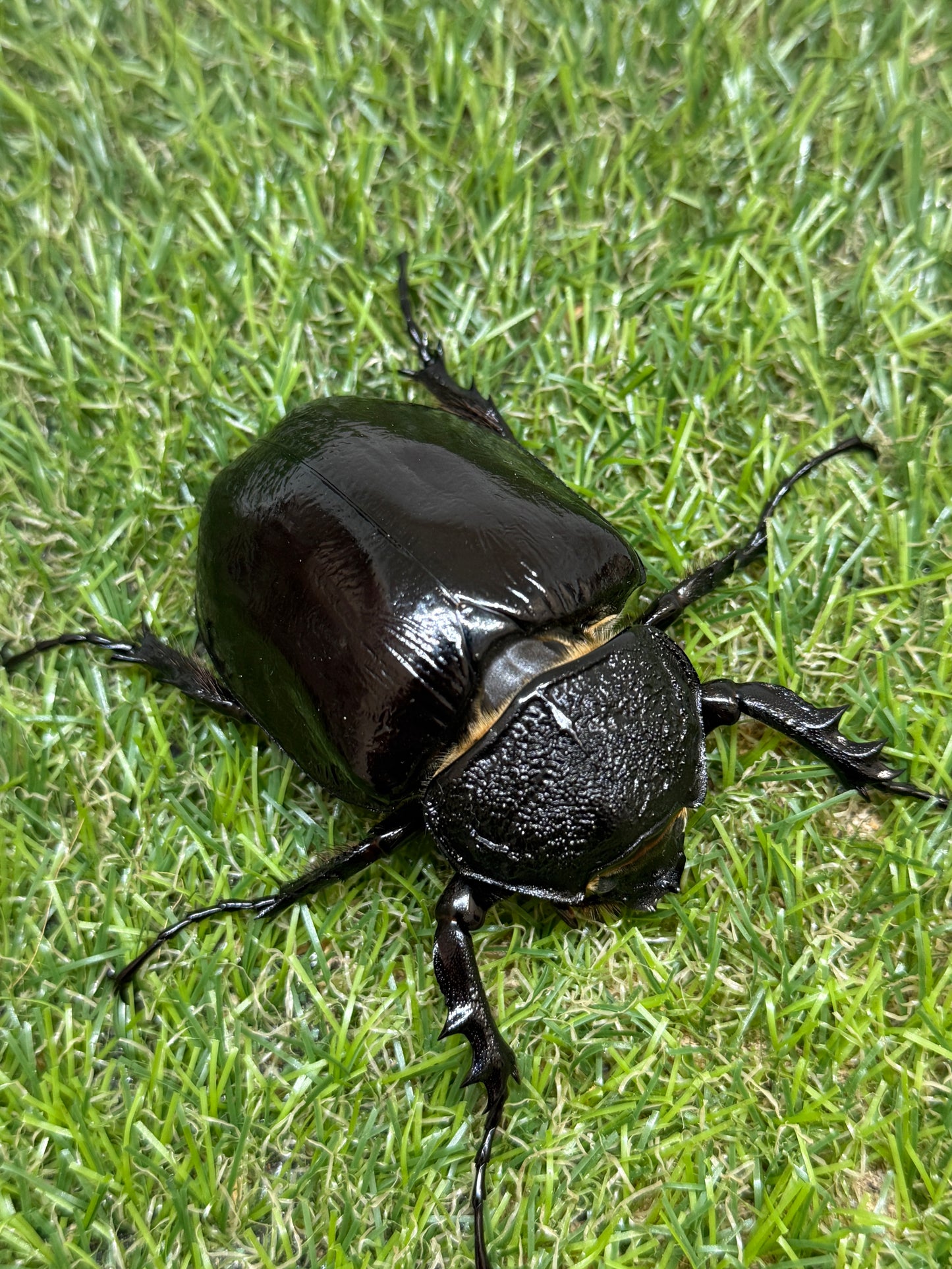 マルスゾウカブト　♂113mm成虫ペア