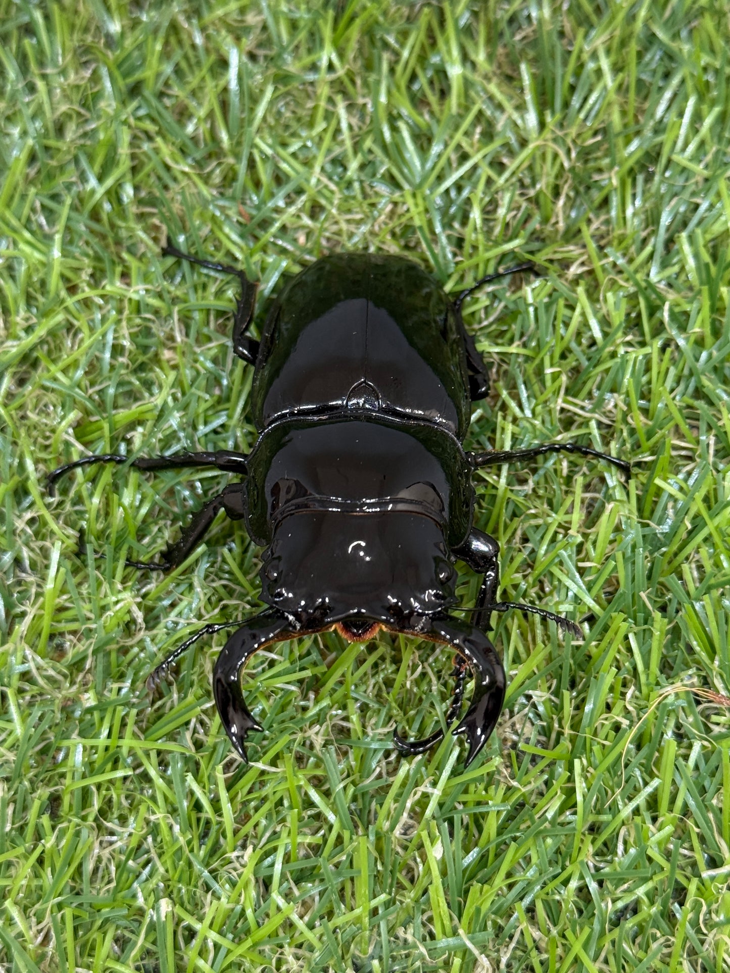 タランドゥスオオツヤクワガタ　♂65mm成虫ペア