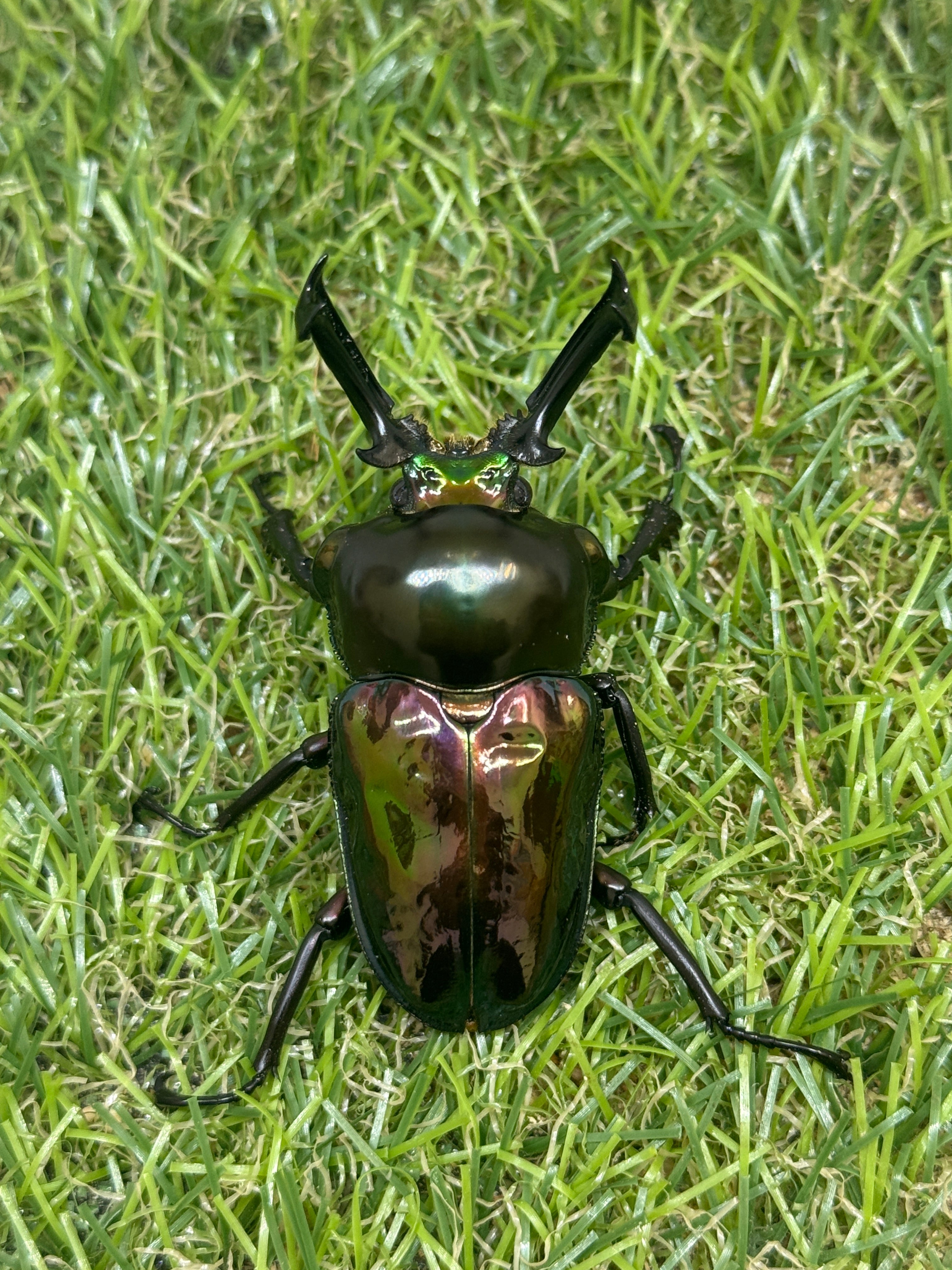 昆虫大系 ニジイロクワガタ ♂58mm成虫ペア – 昆虫ショップNexus