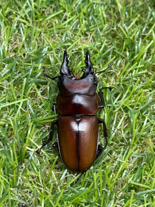 フスクスノコギリクワガタ　♂41mm成虫ペア