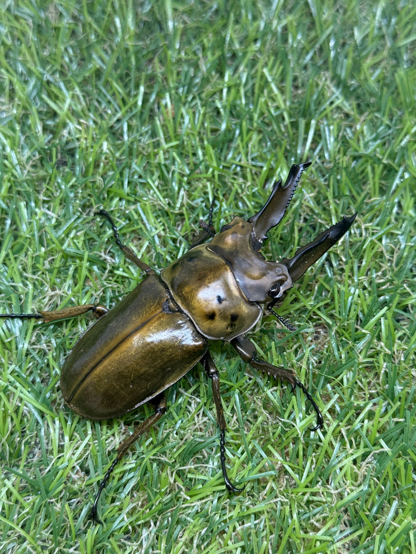 タイ産　オウゴンオニクワガタ　♂67mm成虫ペア