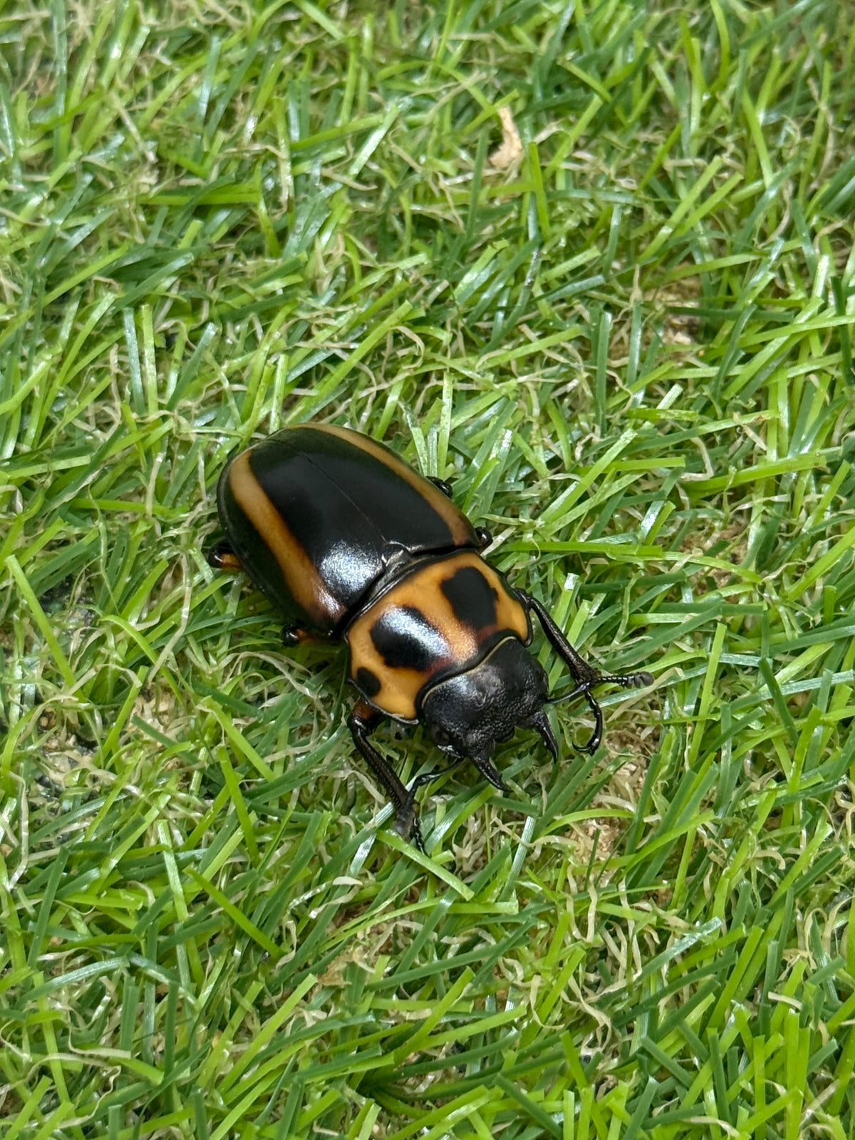 メンガタメリークワガタ　♂50mm成虫ペア