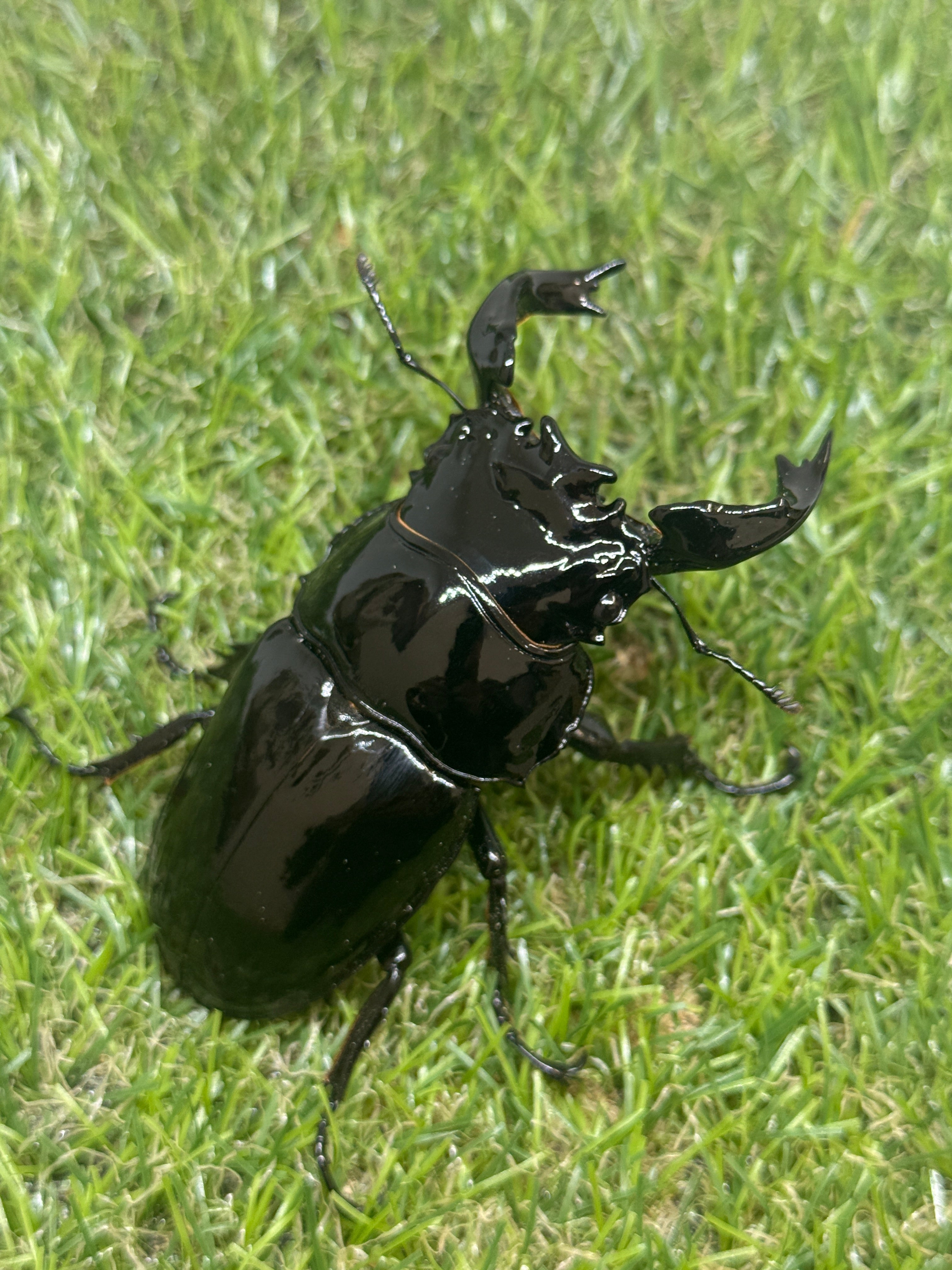 タランドゥスオオツヤクワガタ ♂87.2mm成虫ペア – 昆虫ショップNexus