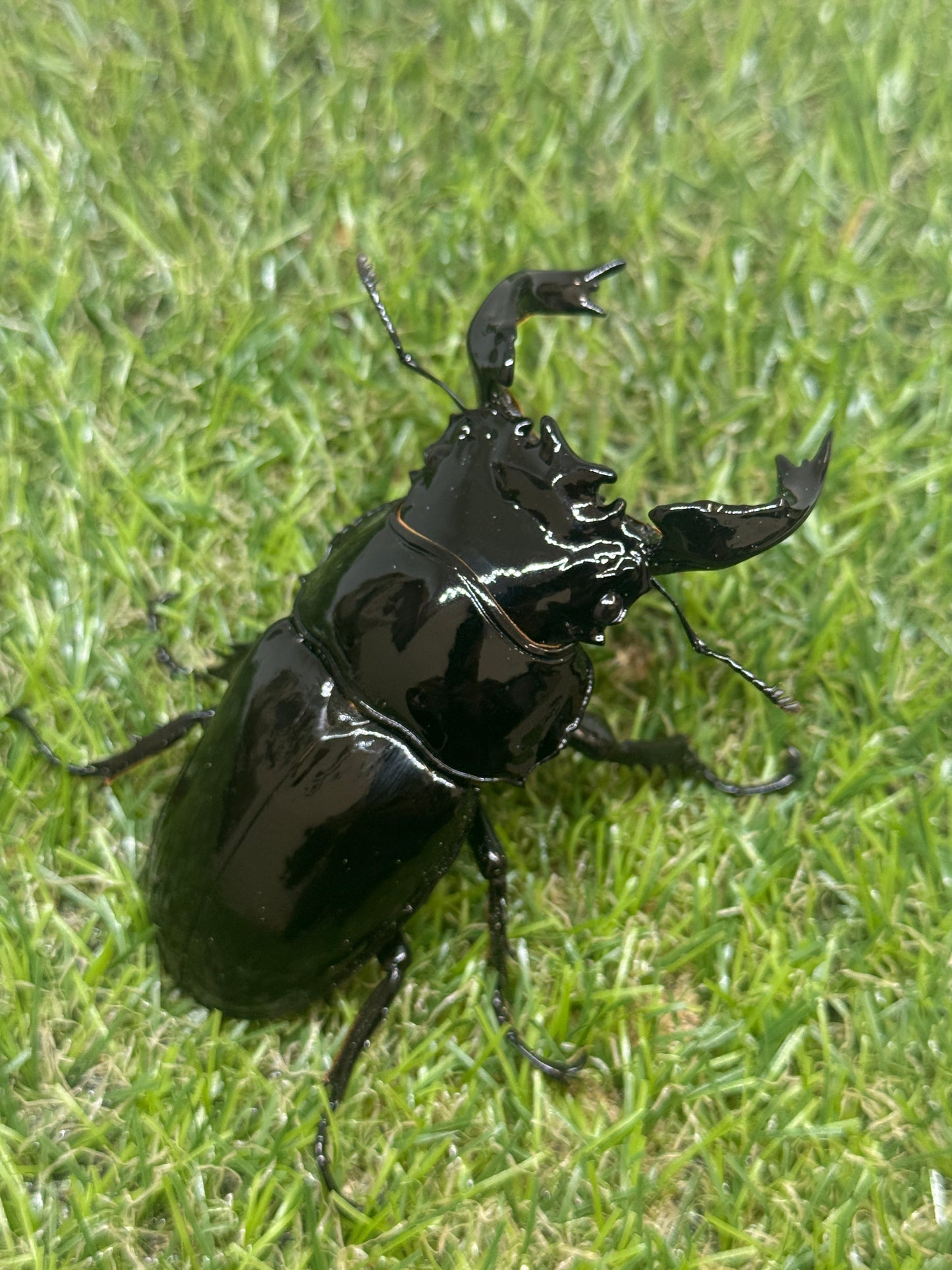 タランドゥスオオツヤクワガタ　♂87.2mm成虫ペア