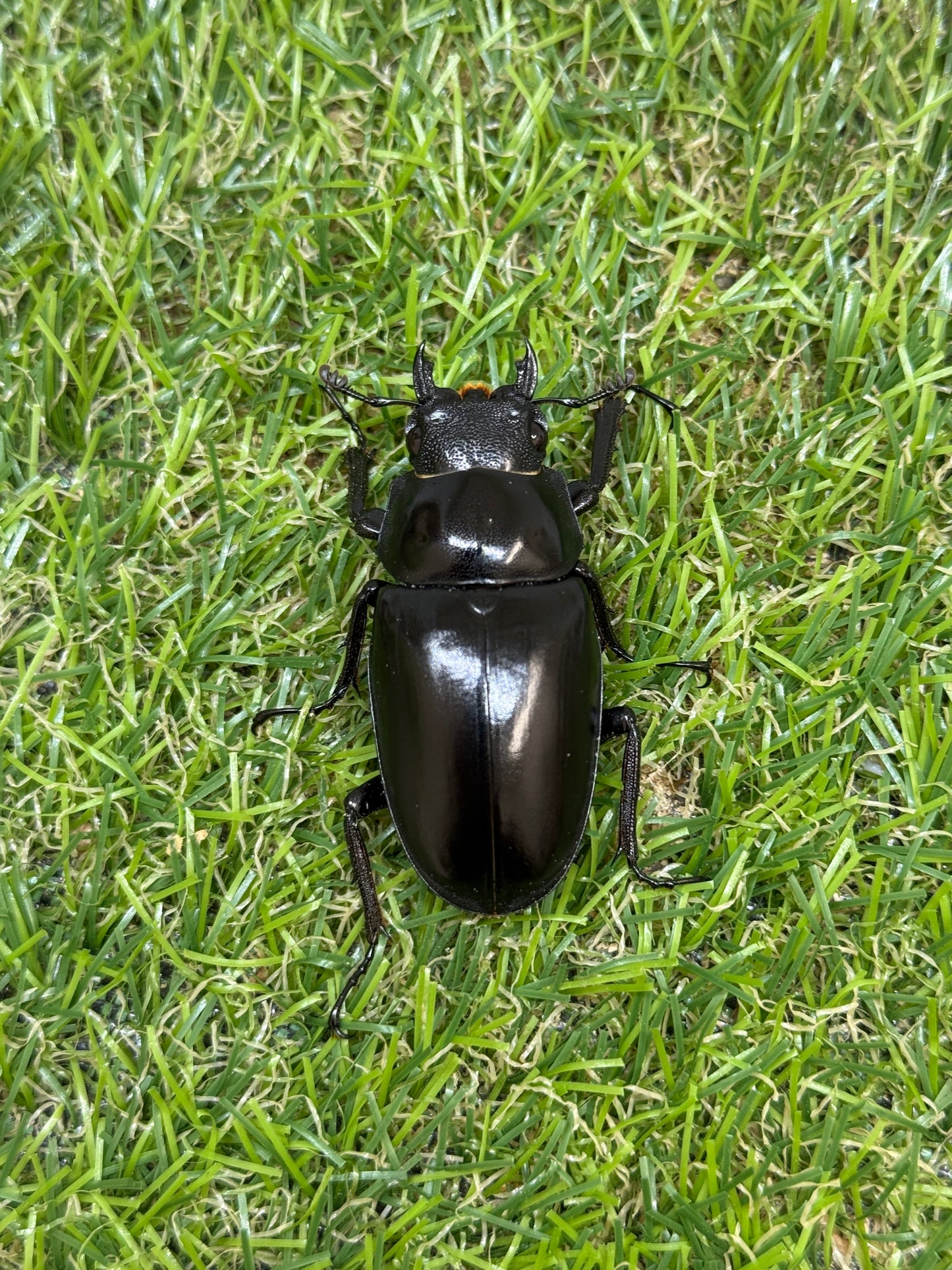 ギラファノコギリクワガタ　ケイスケ　♂103mm成虫ペア