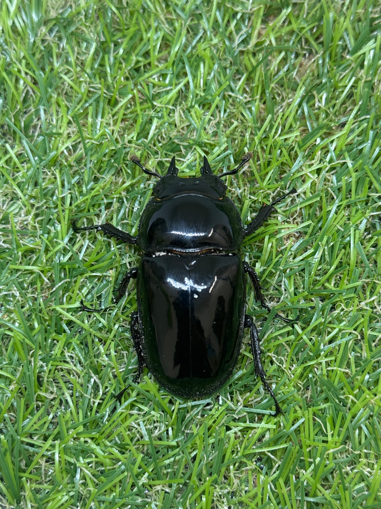 タランドゥスオオツヤクワガタ　♂59.5mm成虫ペア
