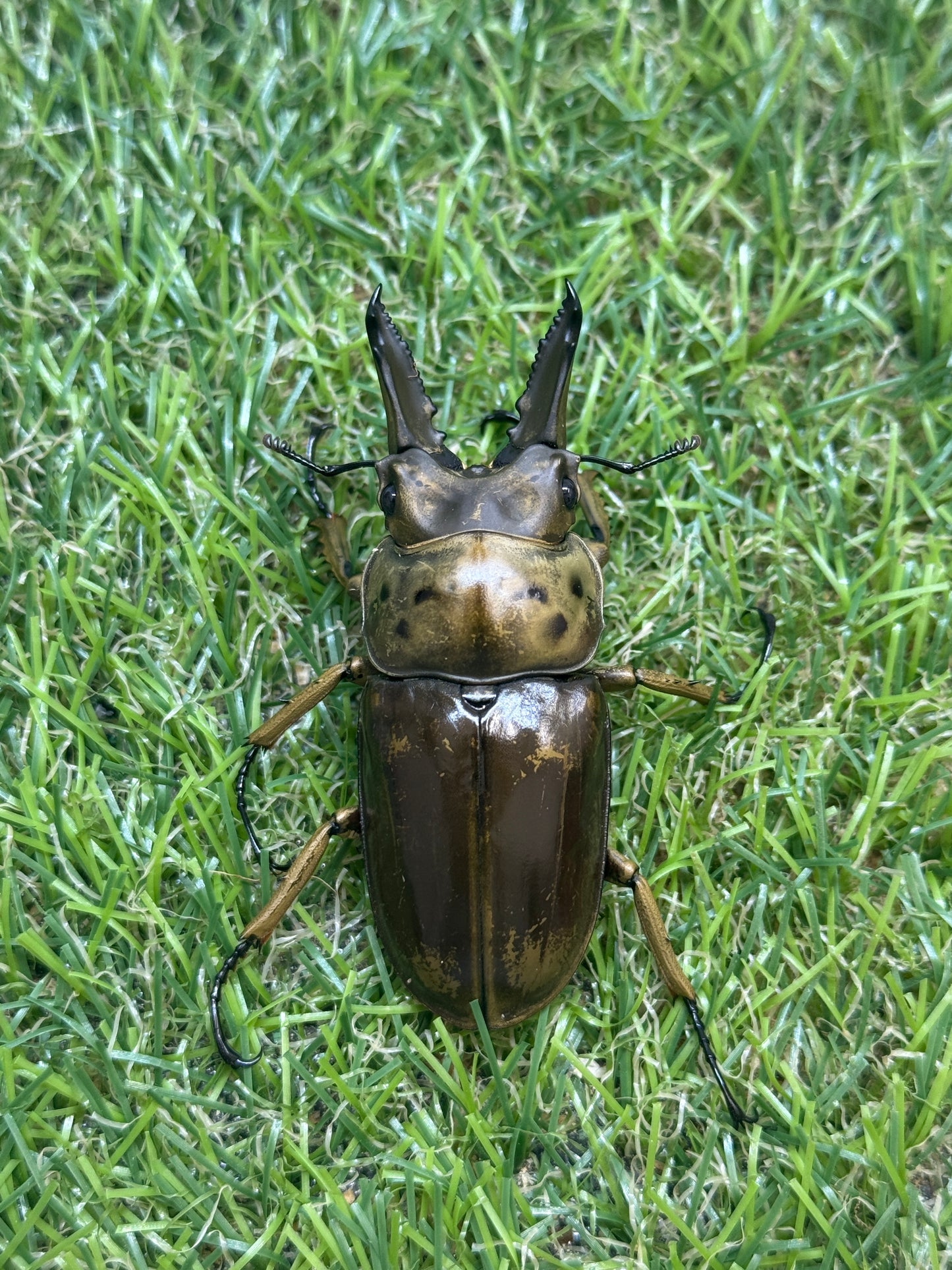 モセリオウゴンオニクワガタ　♂61.5mm単品