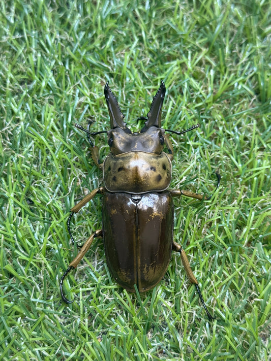 モセリオウゴンオニクワガタ　♂61.5mm単品