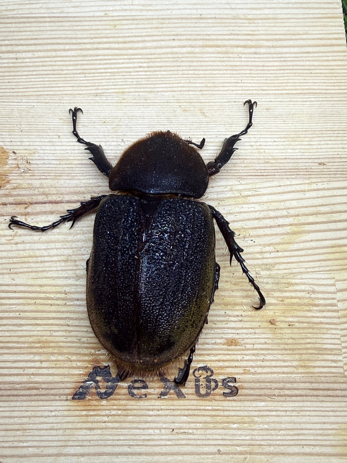 DH・ヘラクレス(大型血統)　♀67.4mm単品
