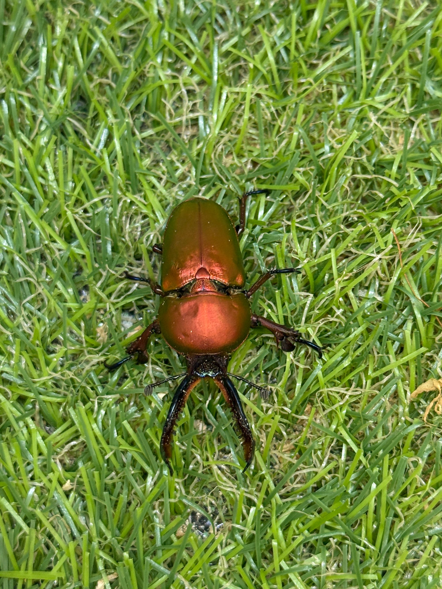 パプアキンイロクワガタ　♂freeサイズ成虫ペア