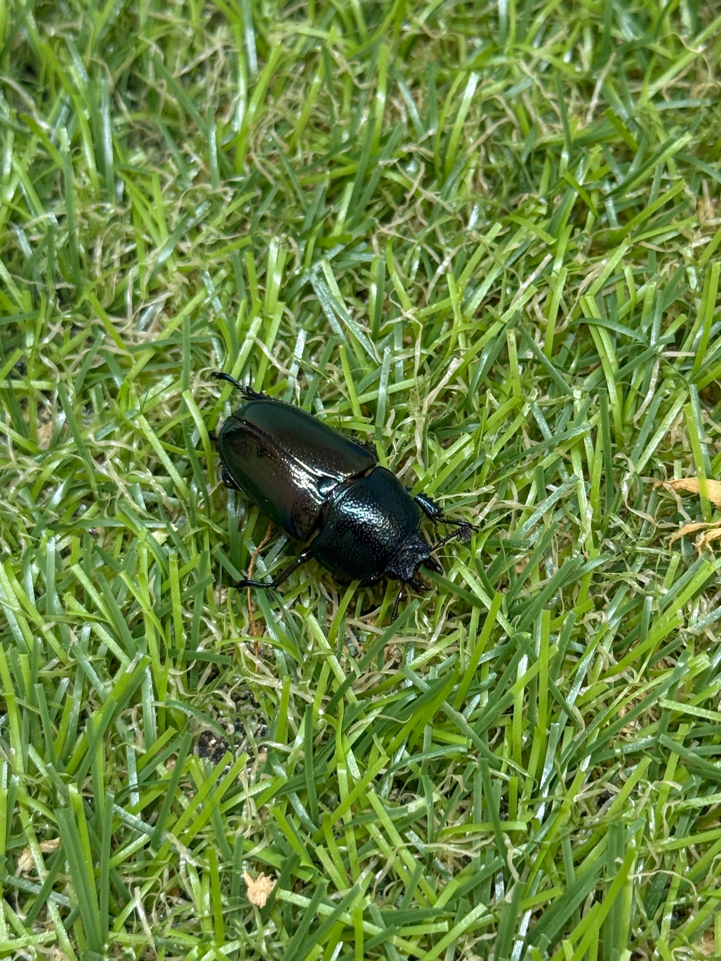 パプアキンイロクワガタ　♂freeサイズ成虫ペア